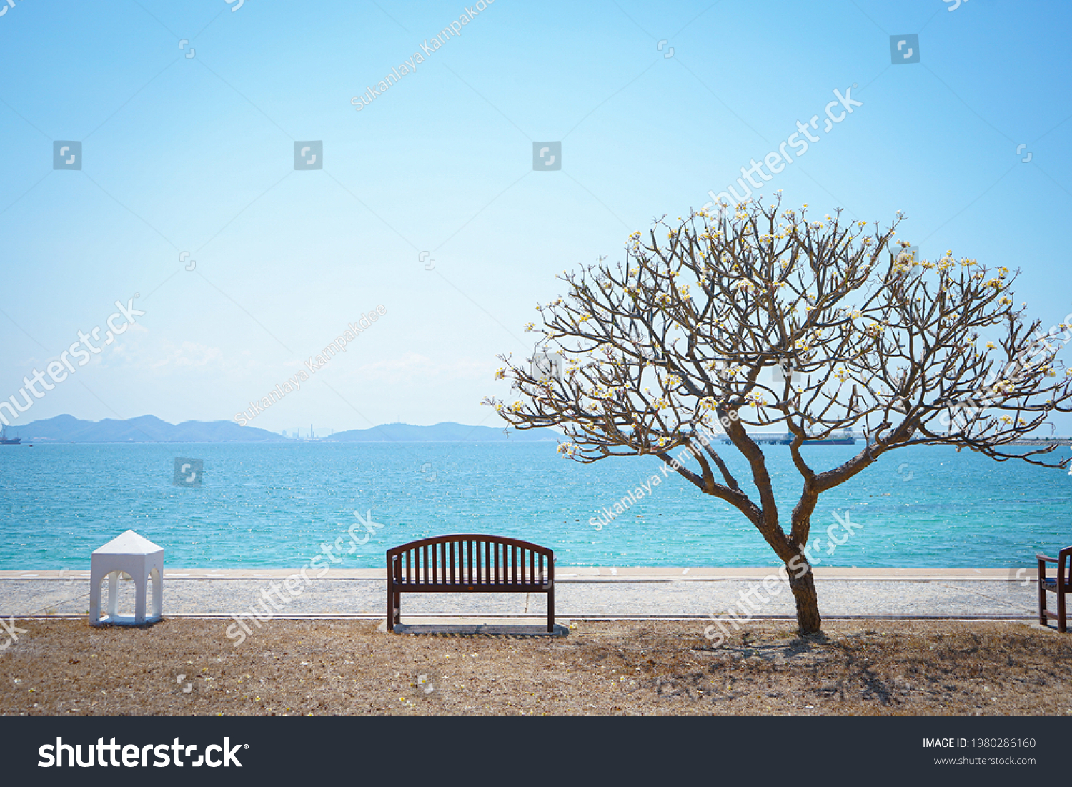 Empty wooden bench by summer beach in the park with beautiful sea, blue sky and Plumeria or Apocynaceae at Koh SiChang, Chonburi, Thailand. #1980286160