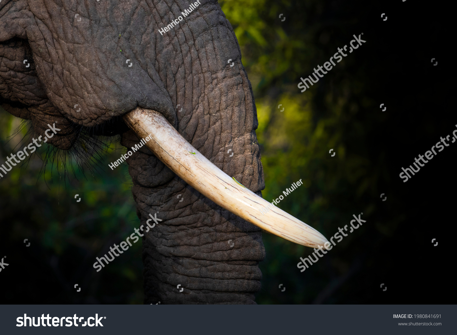 Elephant tusk as a side profile #1980841691