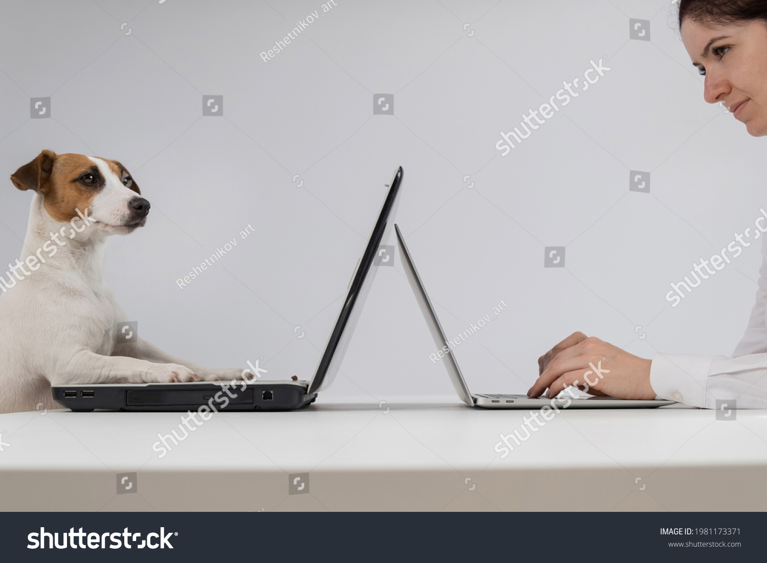 A woman is working on a modern laptop, while a Jack Russell Terrier dog on an obsolete on a white background. Comparison of fast and slow typing on the keyboard #1981173371