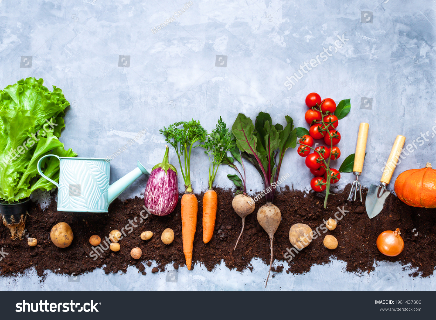 Natural juicy healthy carrot, beet, potato, onion, tomato, greens seedlings are planted on black earth bed. Urban vegetable garden concept. Eco ecological organic vegan food. Autumn harvest. #1981437806