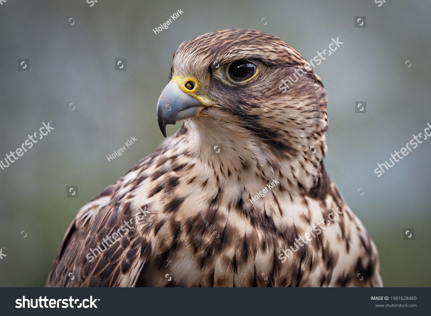 portrait of a saker falcon, sideview, falco cherrug #1981628480