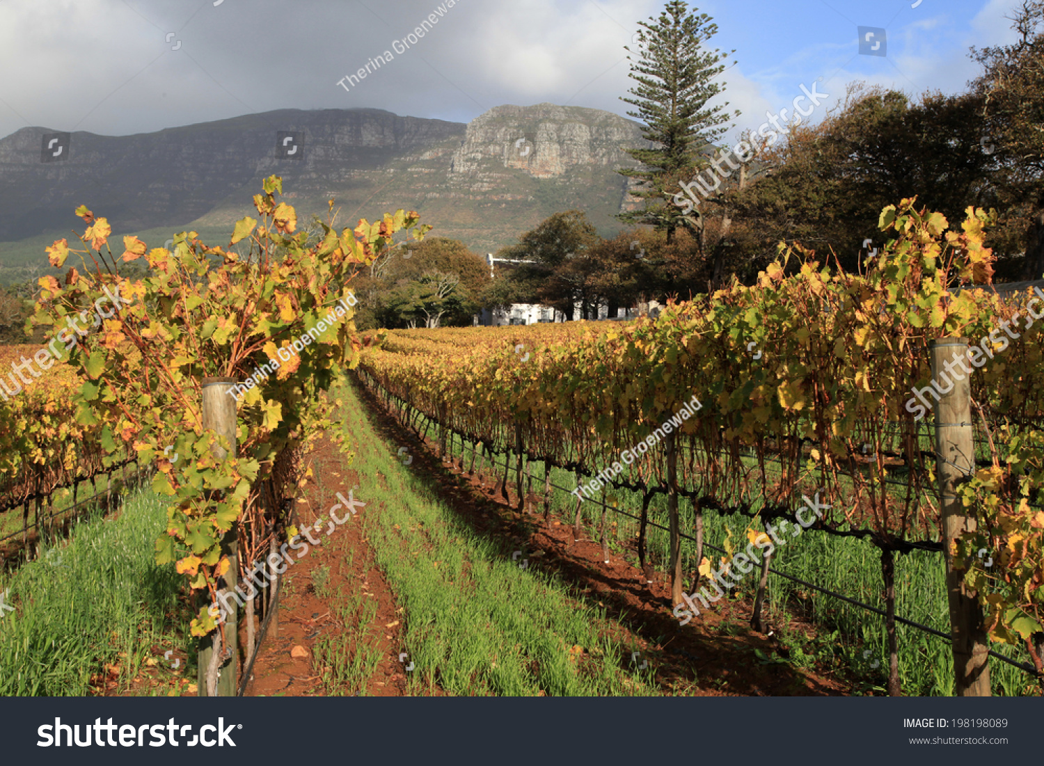 Vineyards of Groot Constantia  Wine Estate, South Africa in autumn.  #198198089
