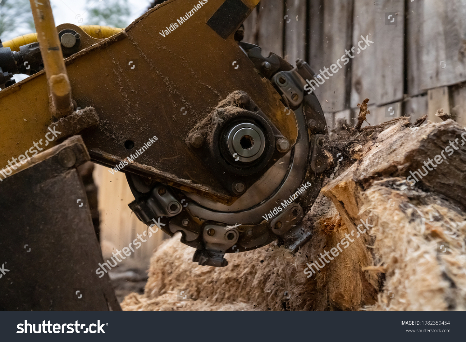 The process of removing a tree stump where the rotating head of the stump cutter grinds a freshly sawn stump.

The shredding disc is stiffened when you can see the blades splitting the stump
 #1982359454