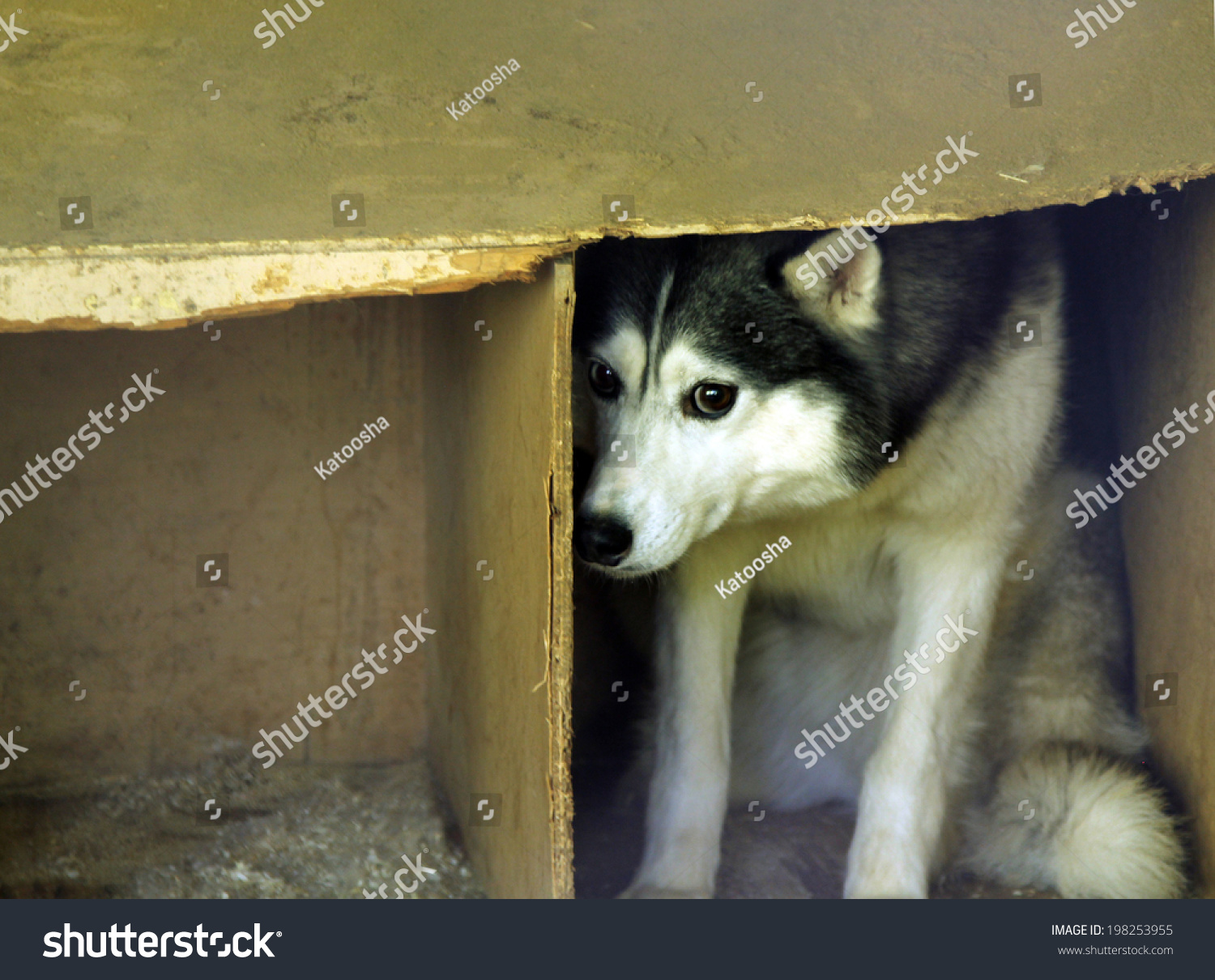 frightened stray dog #198253955