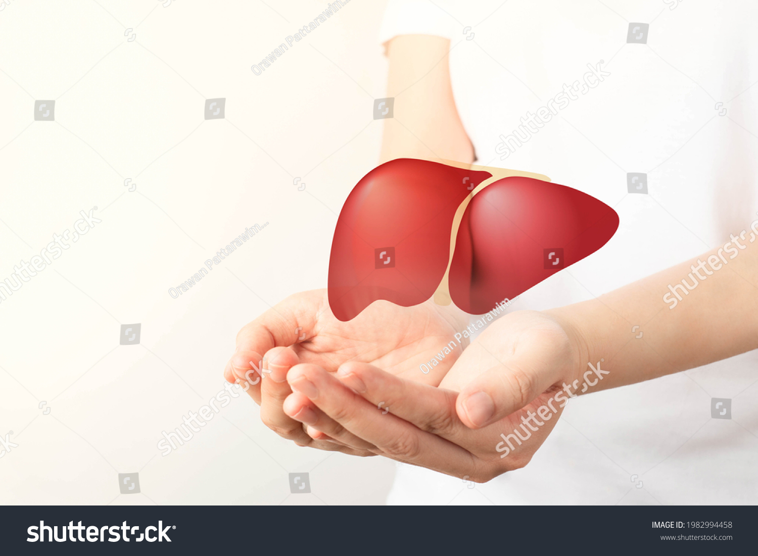 Healthy liver. Human hands holding liver symbol on white background. Protecting against liver disease and organ donation concept. #1982994458