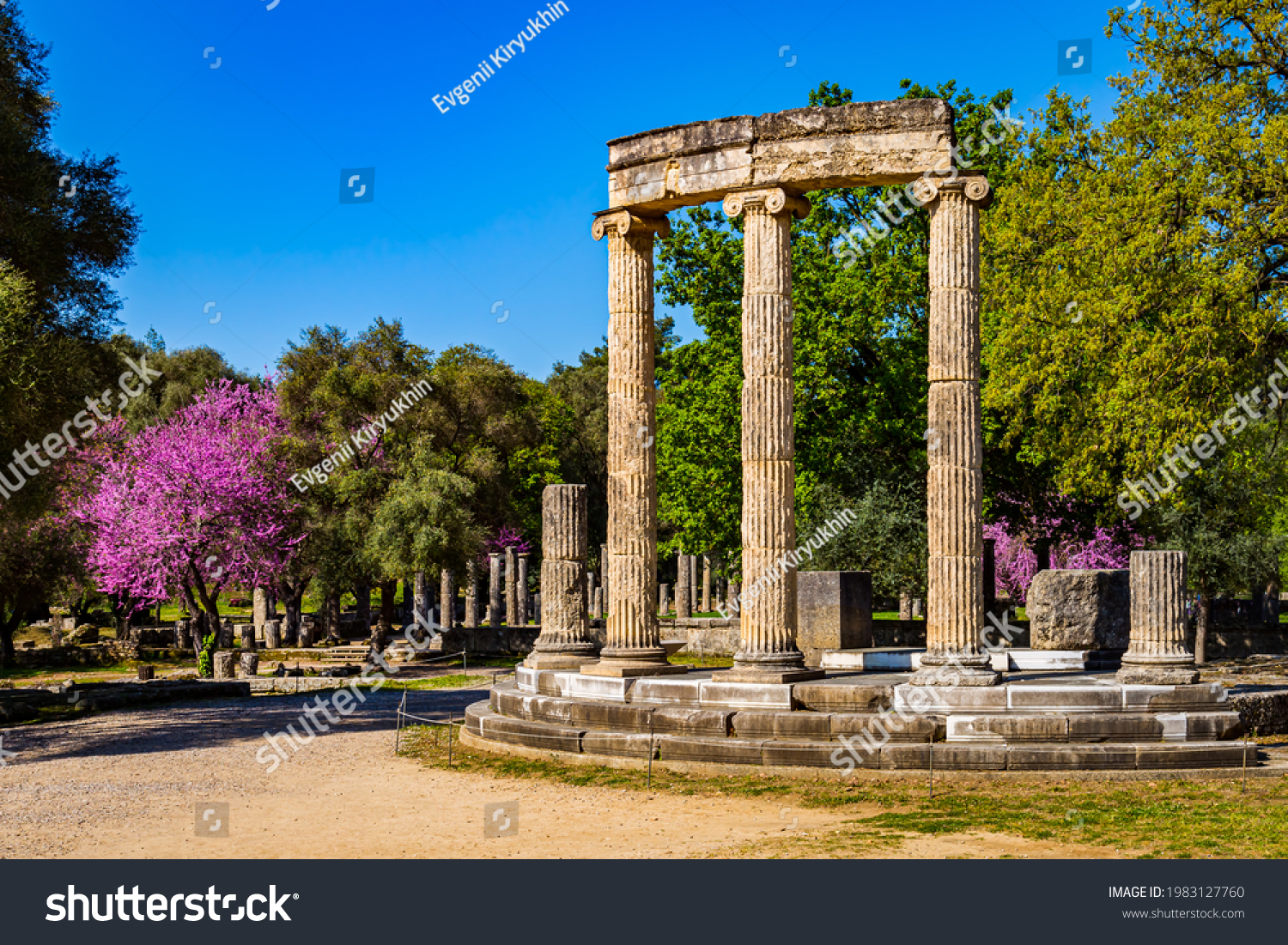 The ruins of Ancient Olympia with blooming cercis tree. Greece. #1983127760