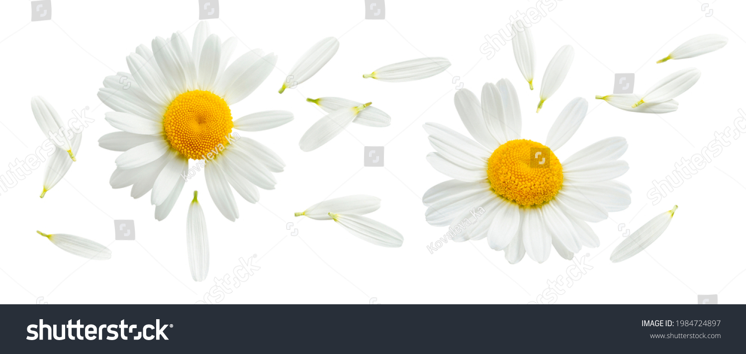 Chamomile or camomile set isolated on white background. Daisy flower. Top view. Package design element with clipping path #1984724897