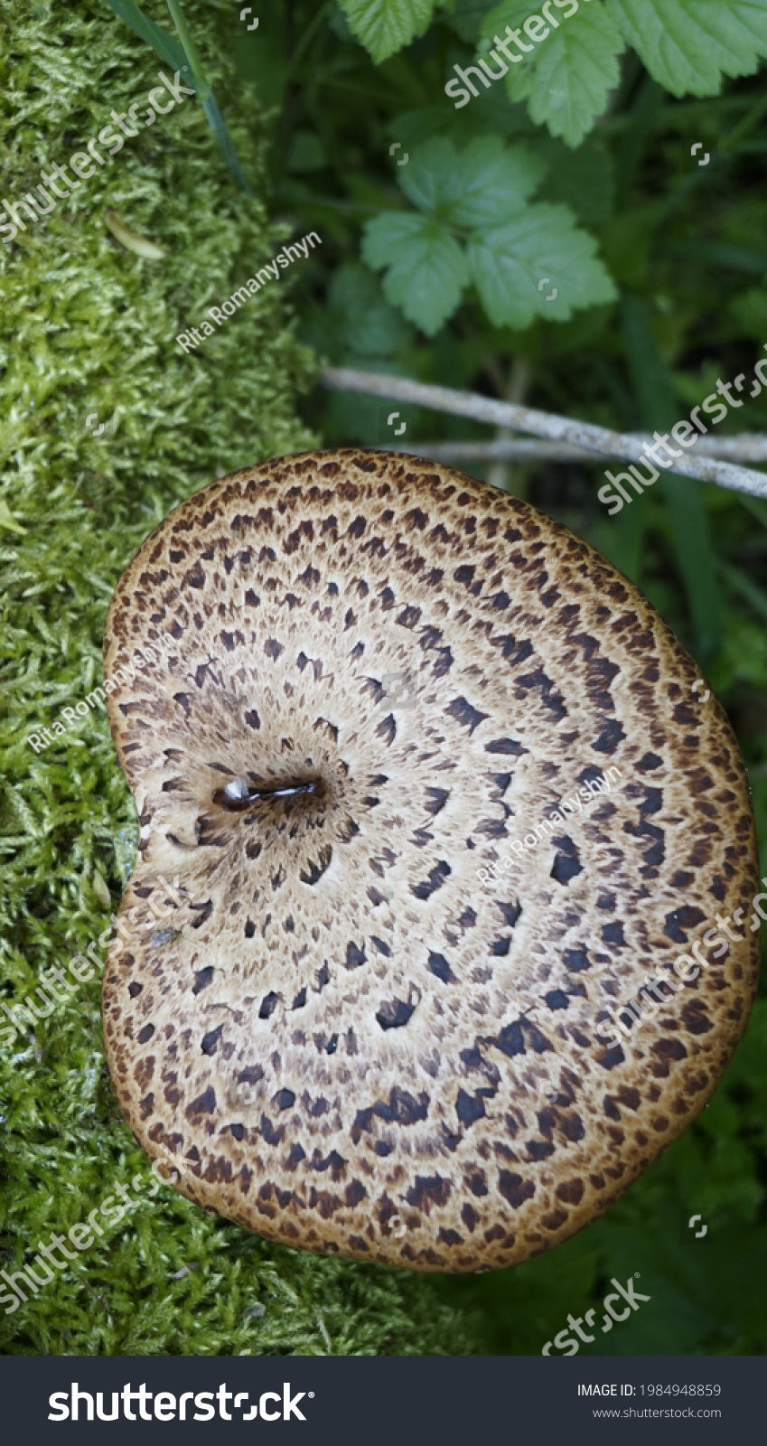 Cerioporus squamosus, dryad's saddle, pheasant's back mushroom. Photo of a mushroom. Polyporus squamosus. basidiomycete bracket fungus. Edible, tree mushroom.  #1984948859