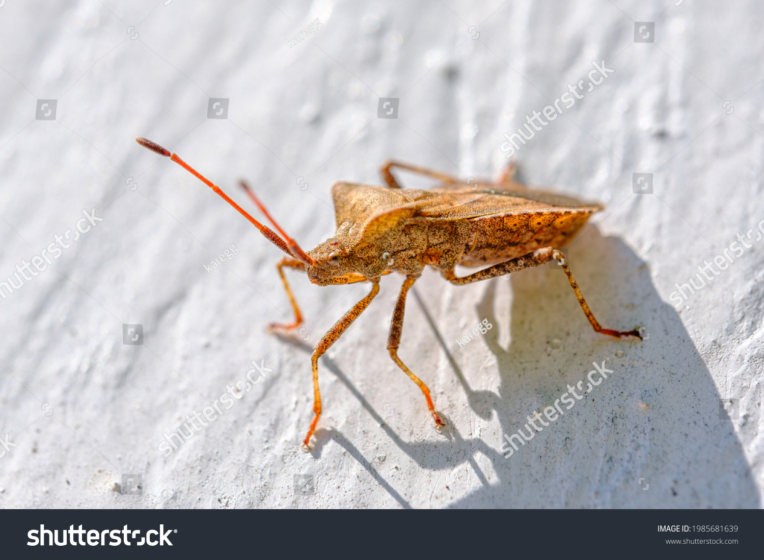 an orange-brown leather bug crawls on white wooden wall #1985681639