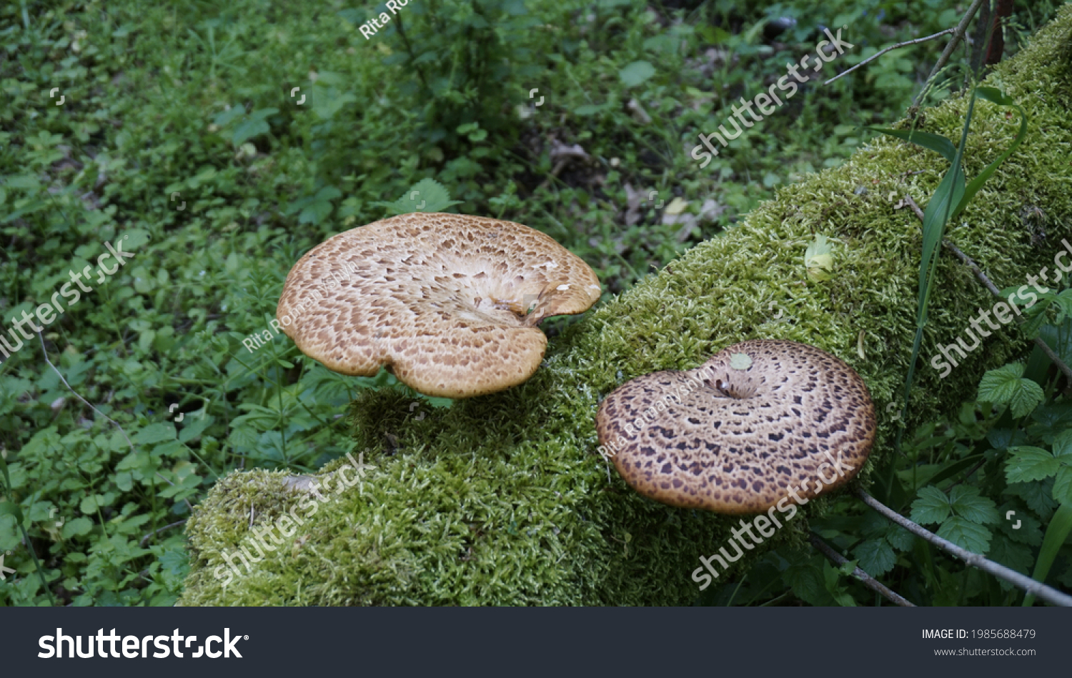 Cerioporus squamosus, dryad's saddle, pheasant's back mushroom. Photo of a mushrooms on a log. Polyporus squamosus. basidiomycete bracket fungus. Edible, tree mushroom. bunch of young mushrooms. #1985688479