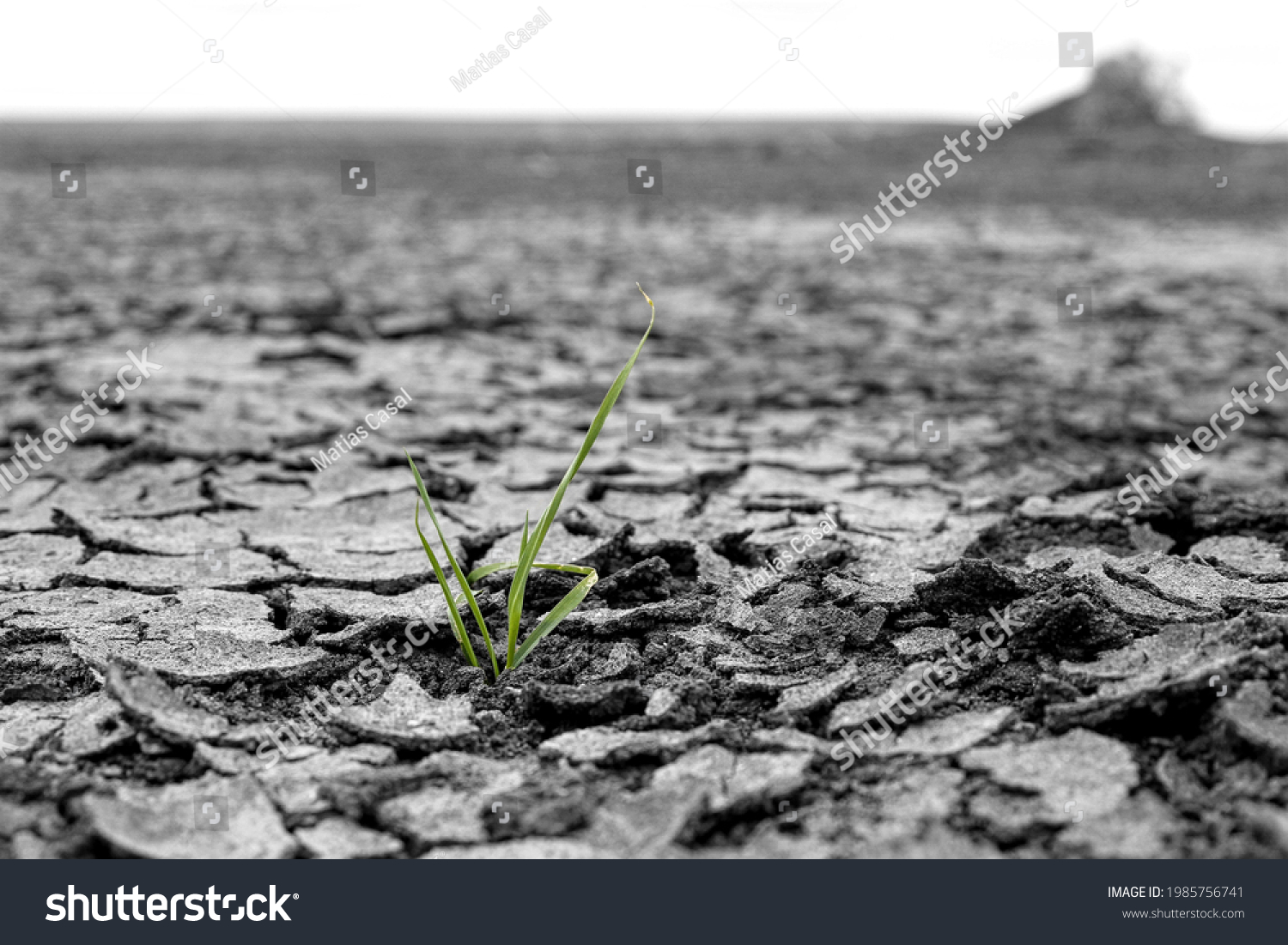live grass in the middle of a drought, climate change, world environment day #1985756741