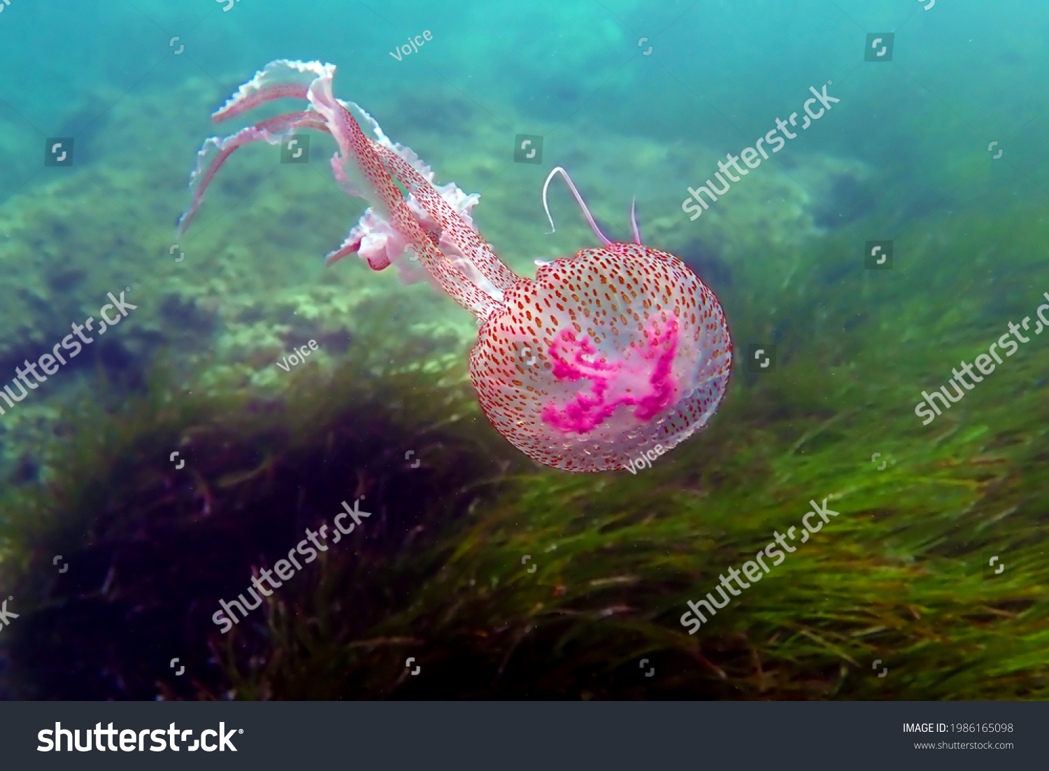 Mauve stinger purple jellyfish - Pelagia noctiluca #1986165098