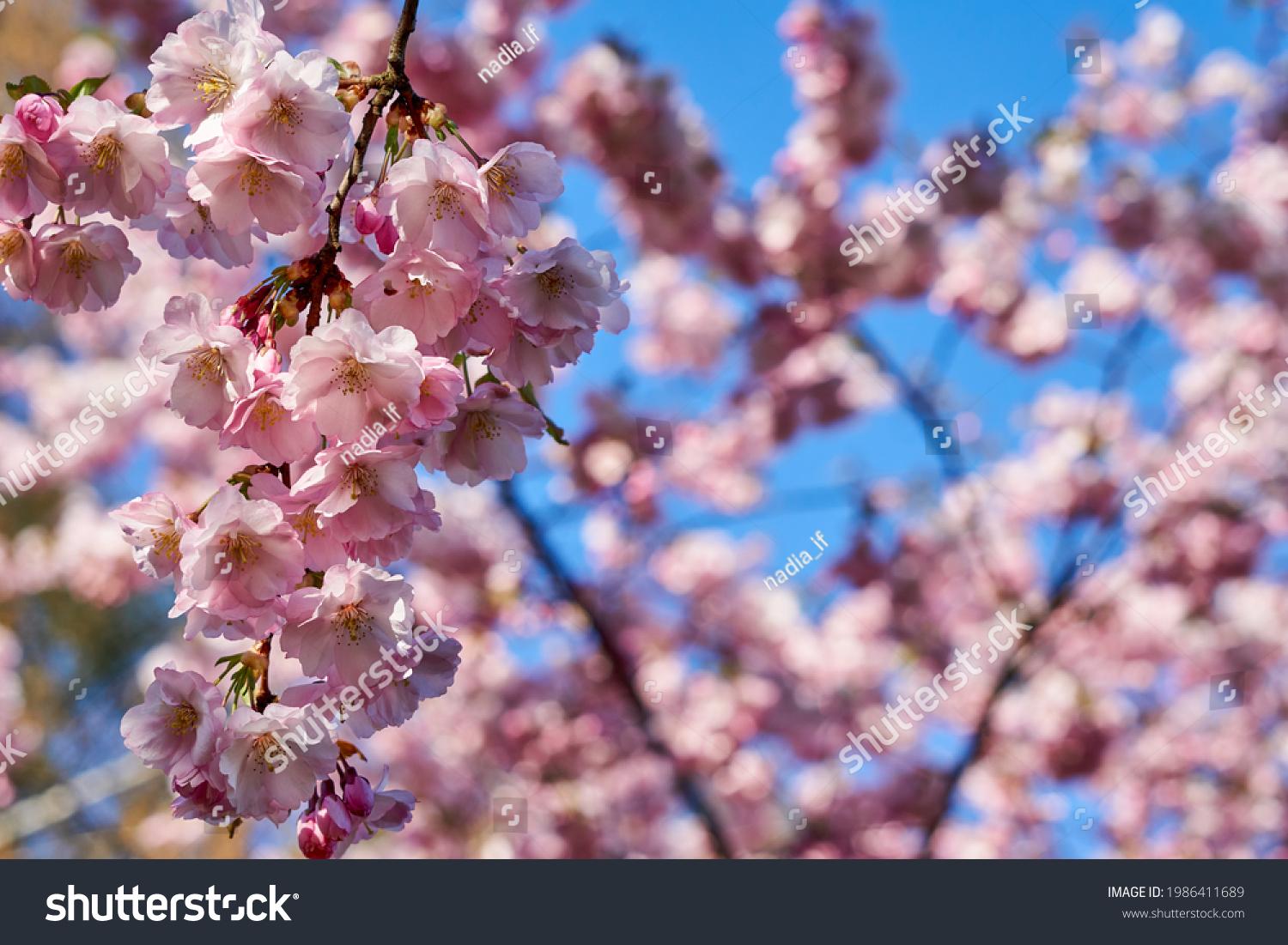 Selective focus of beautiful branches of pink Cherry blossoms on the tree under blue sky, Beautiful Sakura flowers during spring season in the park, Flora pattern texture, Nature floral background. #1986411689