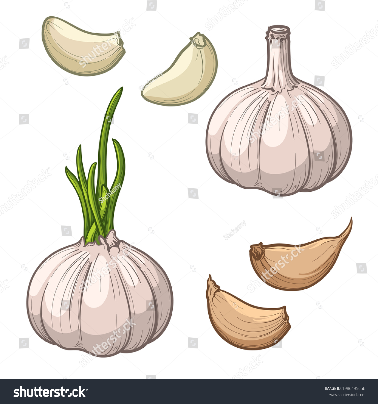 Garlic isolated on a white background. Garlic head and clove. Set of garlic. Hand drawn vector illustration. #1986495656