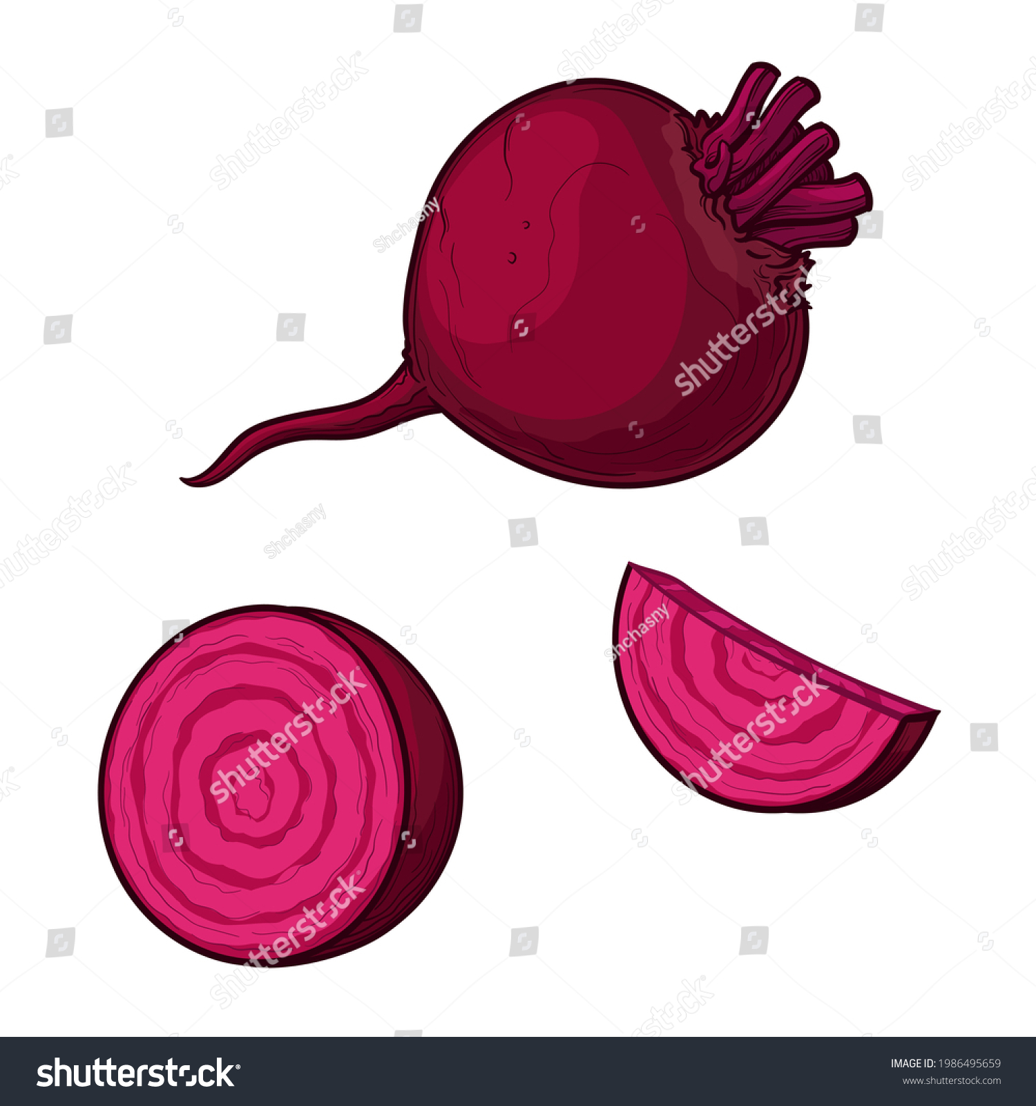 Vector beets isolated on a white background. Red beetroot whole, cut, slice. Set of beets. #1986495659