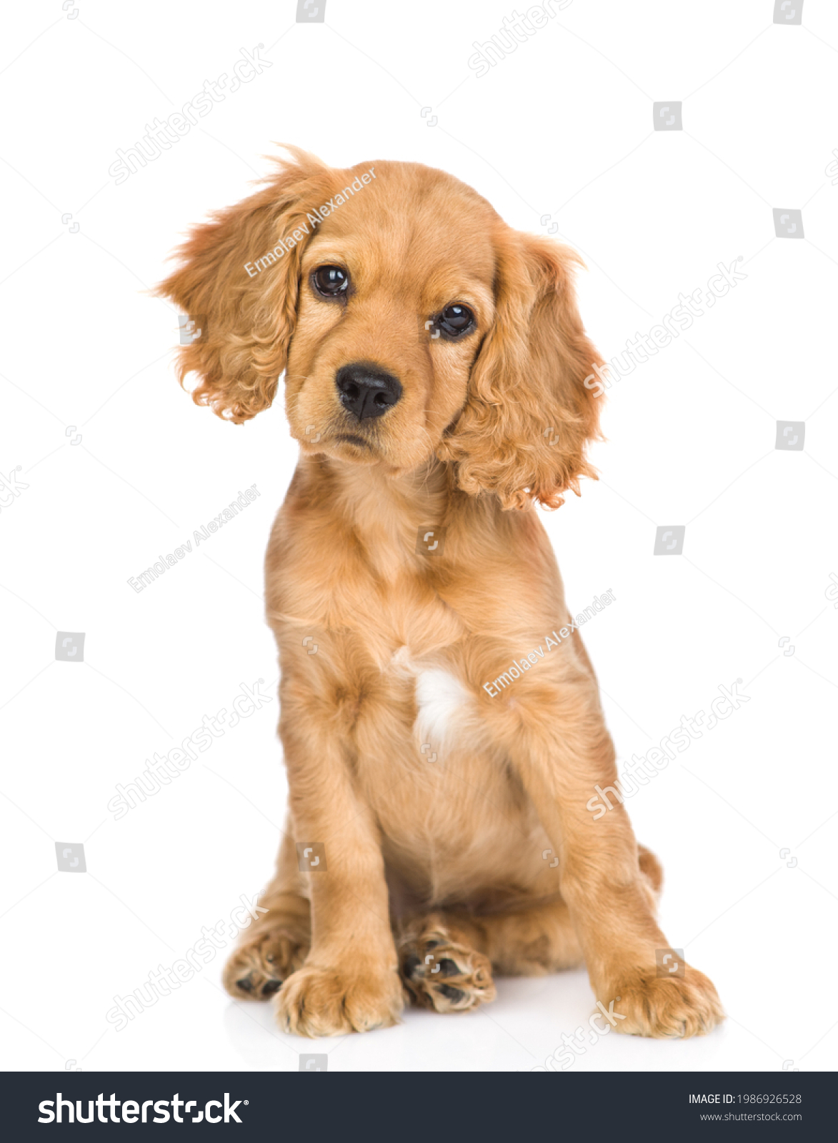 English cocker spaniel puppy sitting in front view and tilting head. isolated on white background #1986926528