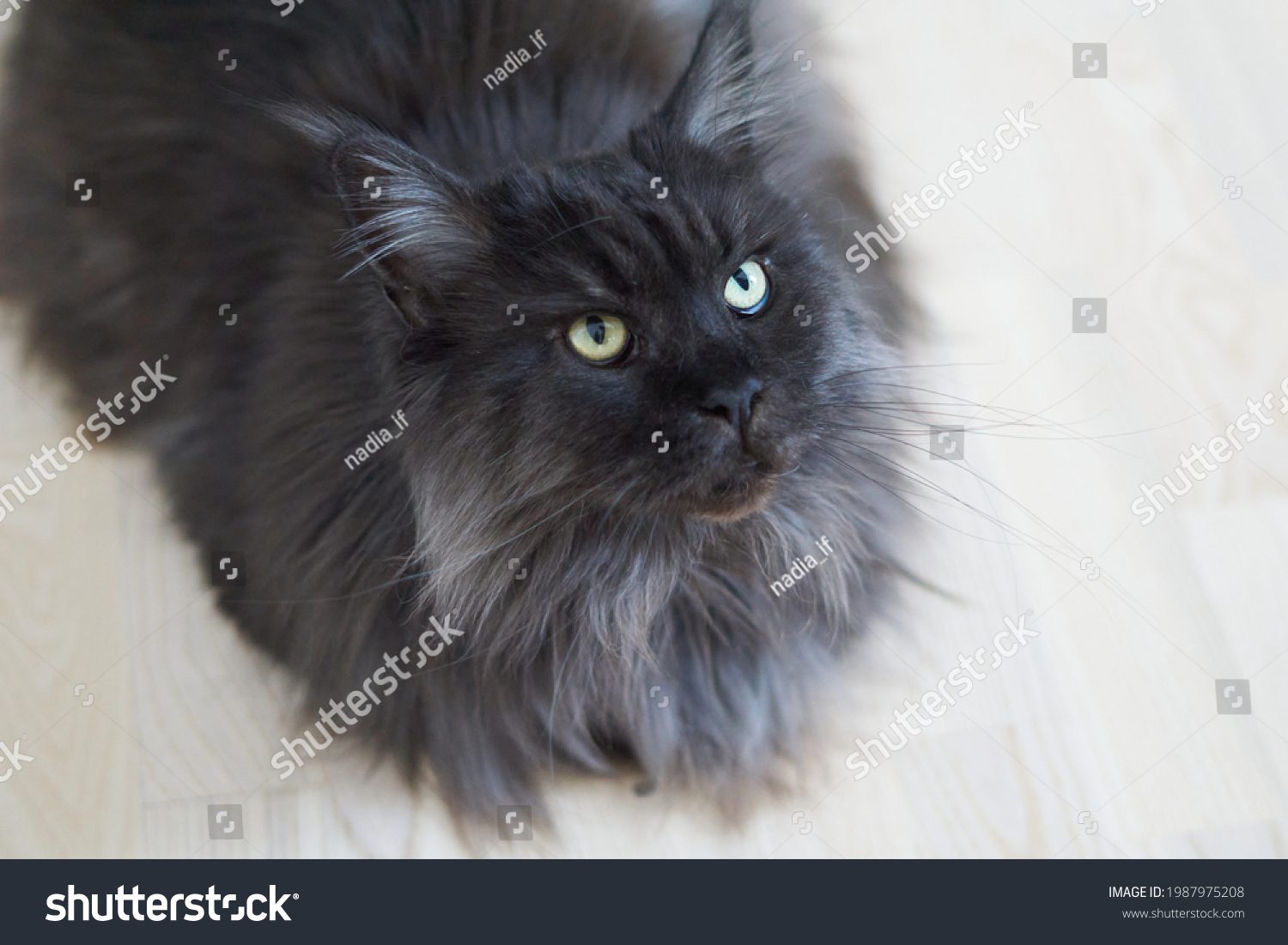 Closed up of domestic adorable black grey Maine Coon kitten, young peaceful cat in white floor #1987975208