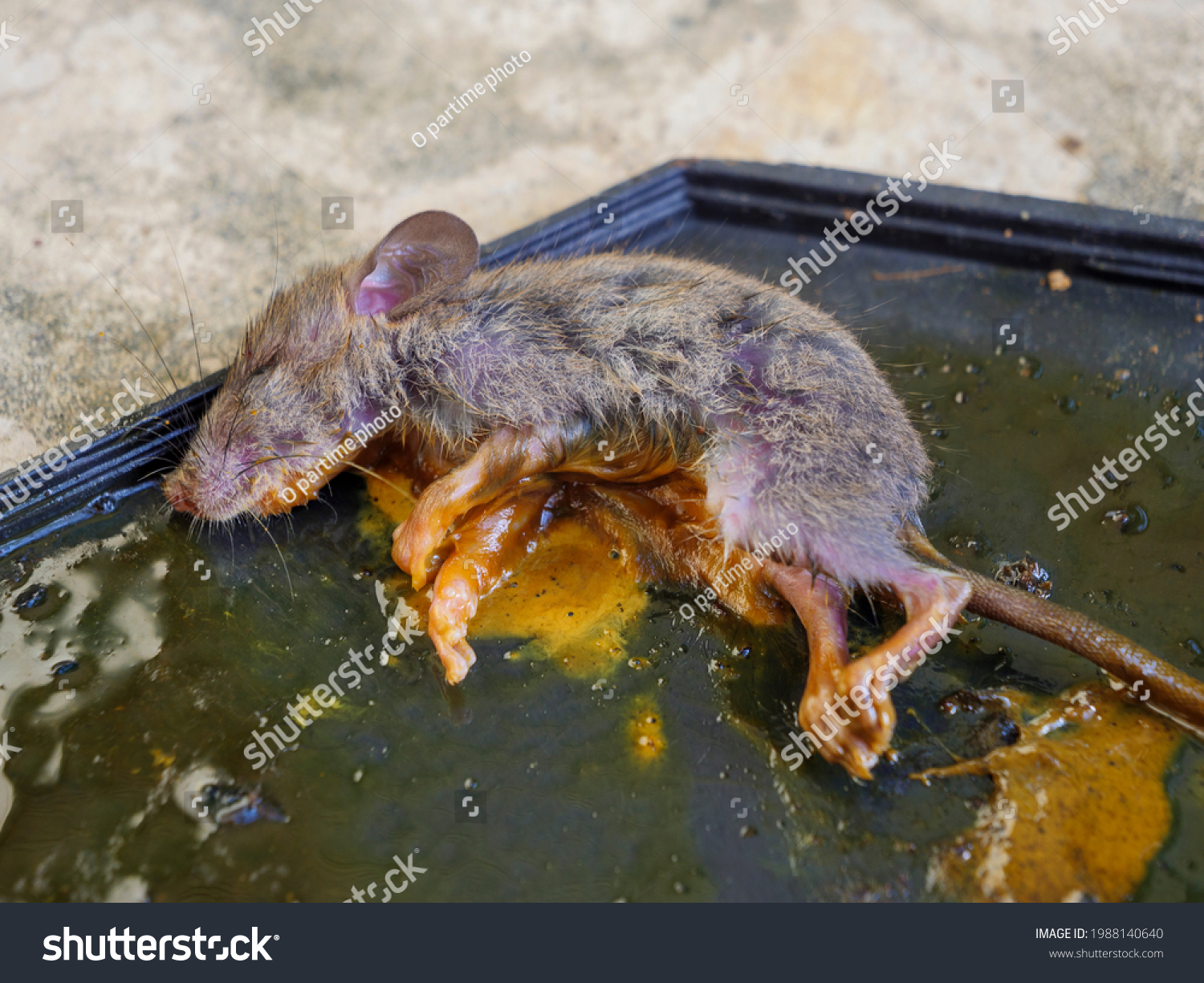 Dirty rat in glue trap.Mice caught in a mouse trap glue trap #1988140640