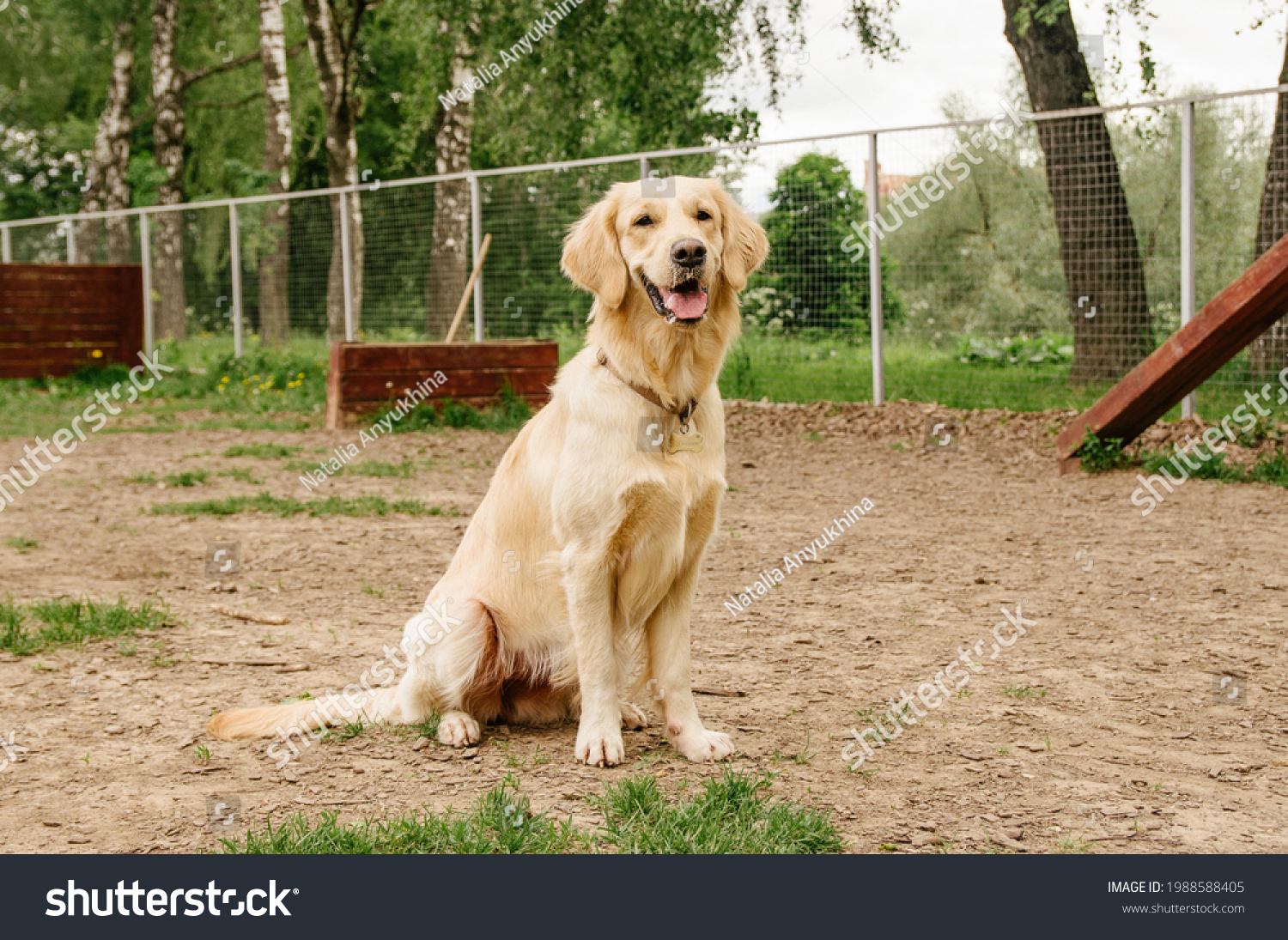 Golden Retriever dog performs the command to sit on the dog walking area #1988588405