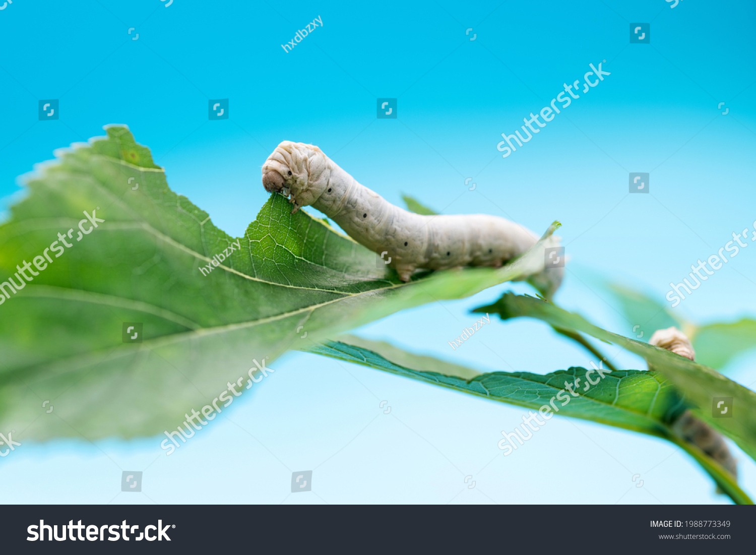 Two silkworms eating mulberry leaves. #1988773349