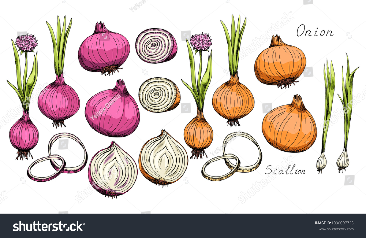 Onion. Whole, sliced vegetable. Rings. Sprigs. Flowering plant. Green onions. Scallion. Ink botanical vintage illustration. Isolated clipart set on white background. Hand-drawn sketch. #1990097723