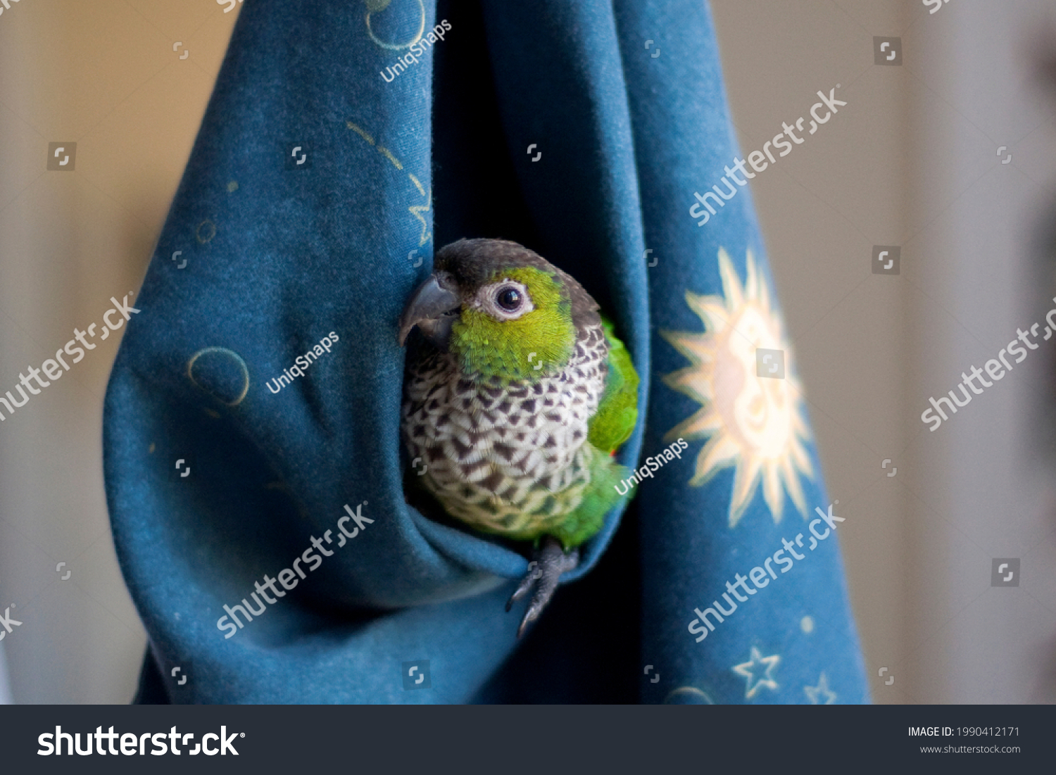Young Cute Black Capped Conure Playing hide and seek in a hanging blue fabric with star night pattern showing off beautiful collar  #1990412171