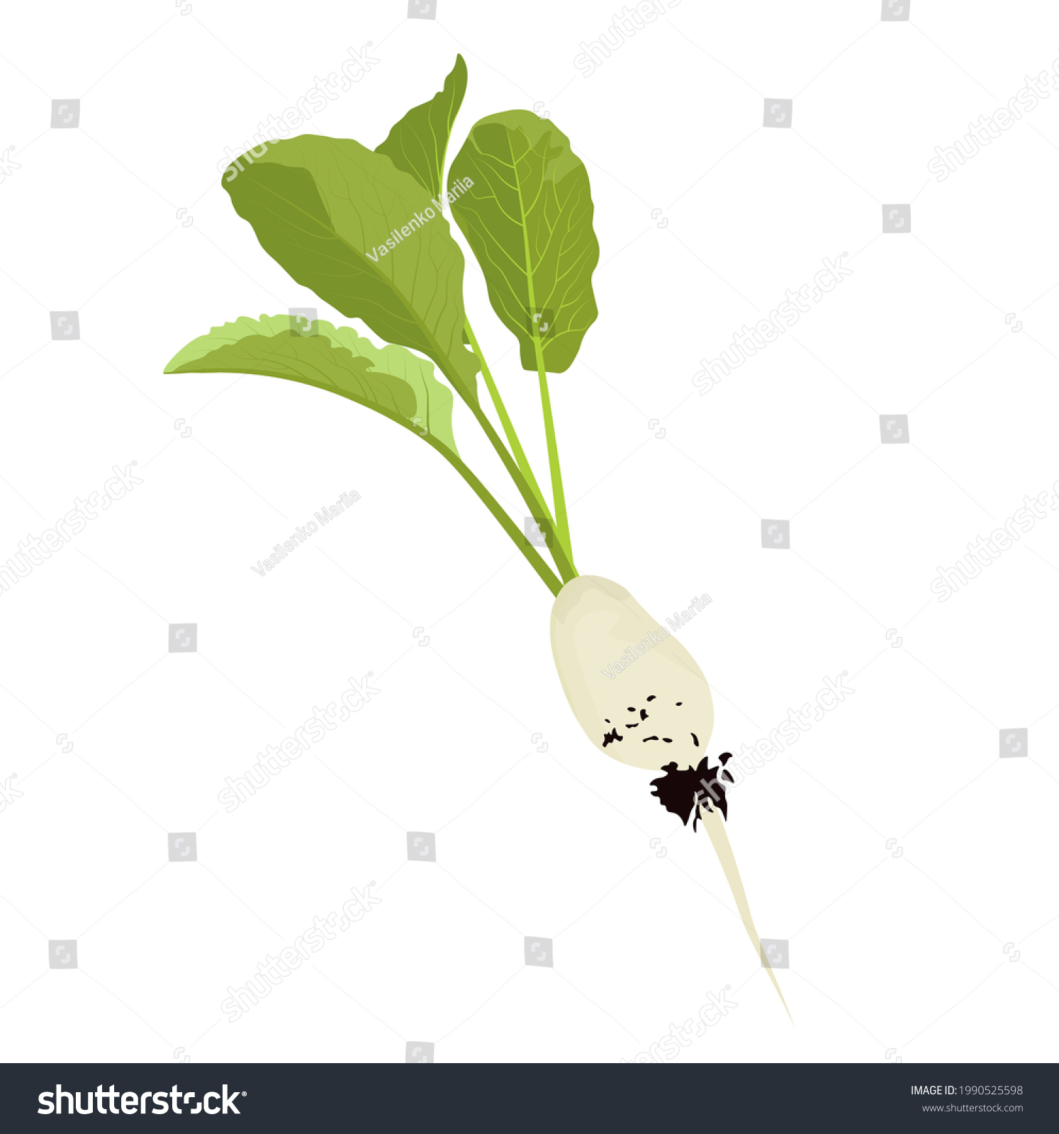 White radishes vector stock illustration. Mooli radish (daikon) plants and roots, mooli kumbong variety. Chinese radish. Isolated on a white background. #1990525598