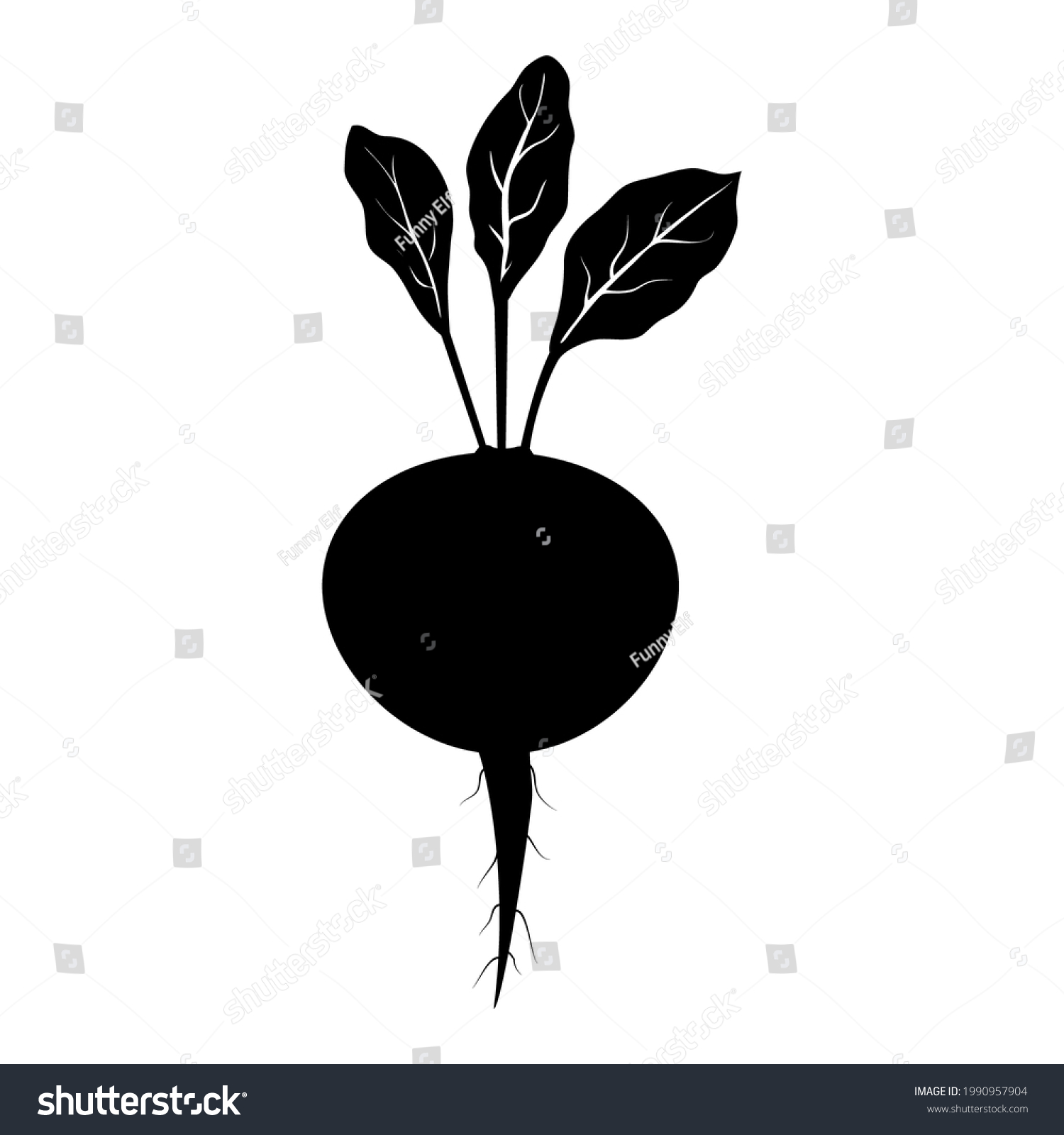 Silhouette of beets, sugar beet. Flat black silhouette on a white background. Drawn beets with white veins on the leaves. The side view of the vegetable is shown #1990957904