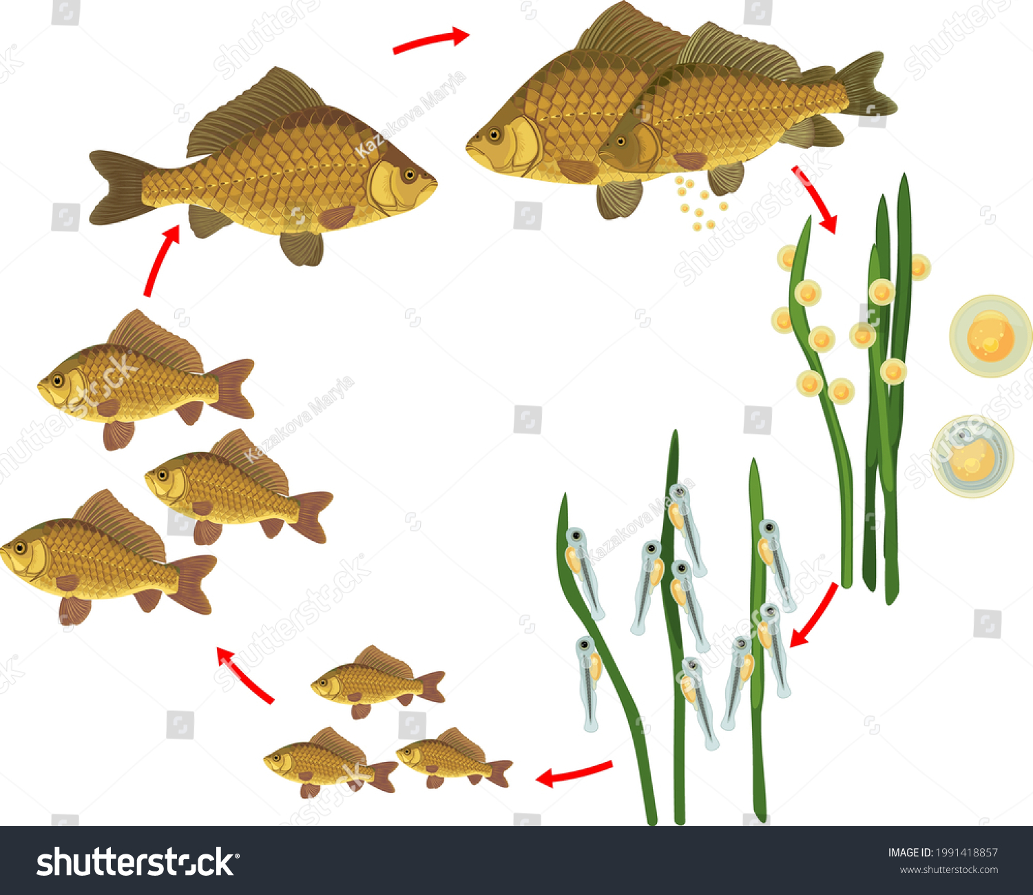 Fish life cycle. Sequence of stages of Royalty Free Stock Vector