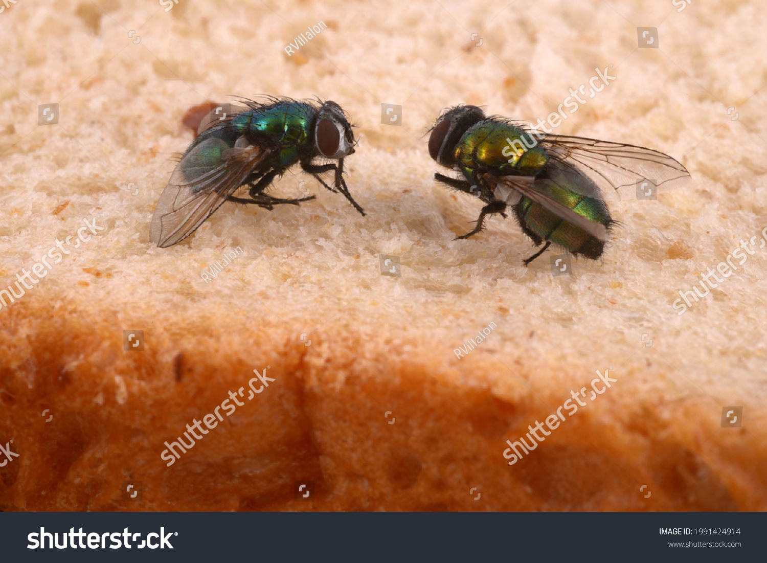 Close-up of flies on sandwich bread  #1991424914
