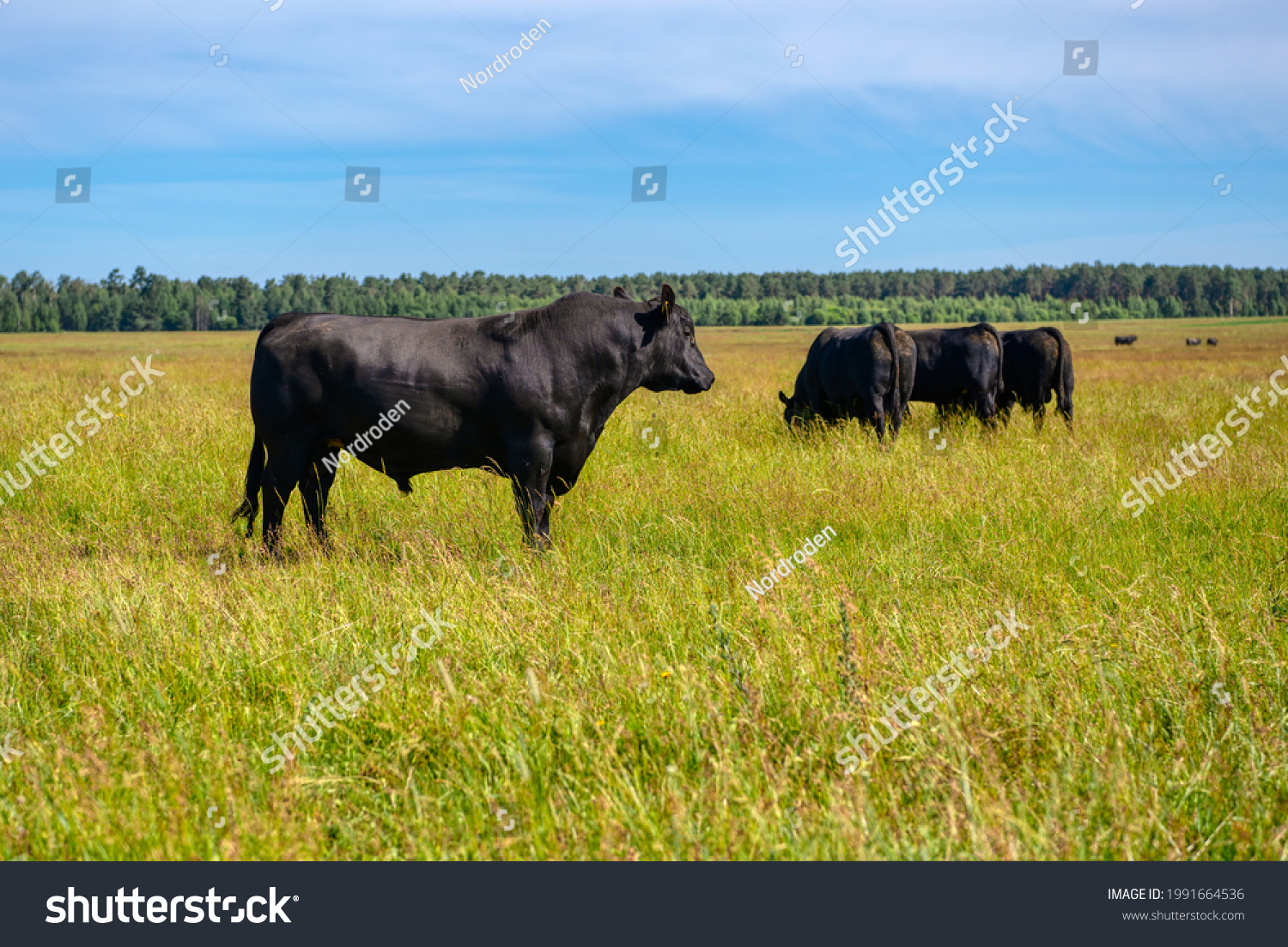 A black angus bull stands on a green grassy field. Agriculture, cattle breeding. #1991664536