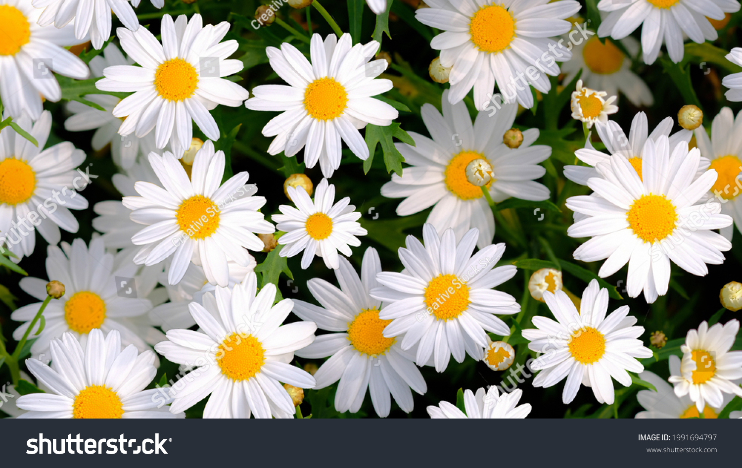 Wild daisy flowers growing on meadow, white chamomiles on green grass background. Oxeye daisy, Leucanthemum vulgare, Daisies, Dox-eye, Common daisy, Dog daisy, Gardening concept. #1991694797