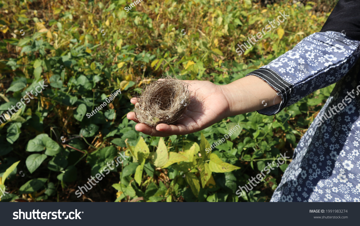Woman's hand holding empty fragile bird's nest, view from above on a sunny day against yellow soybean garden background. Empty nest syndrome concept.  #1991983274