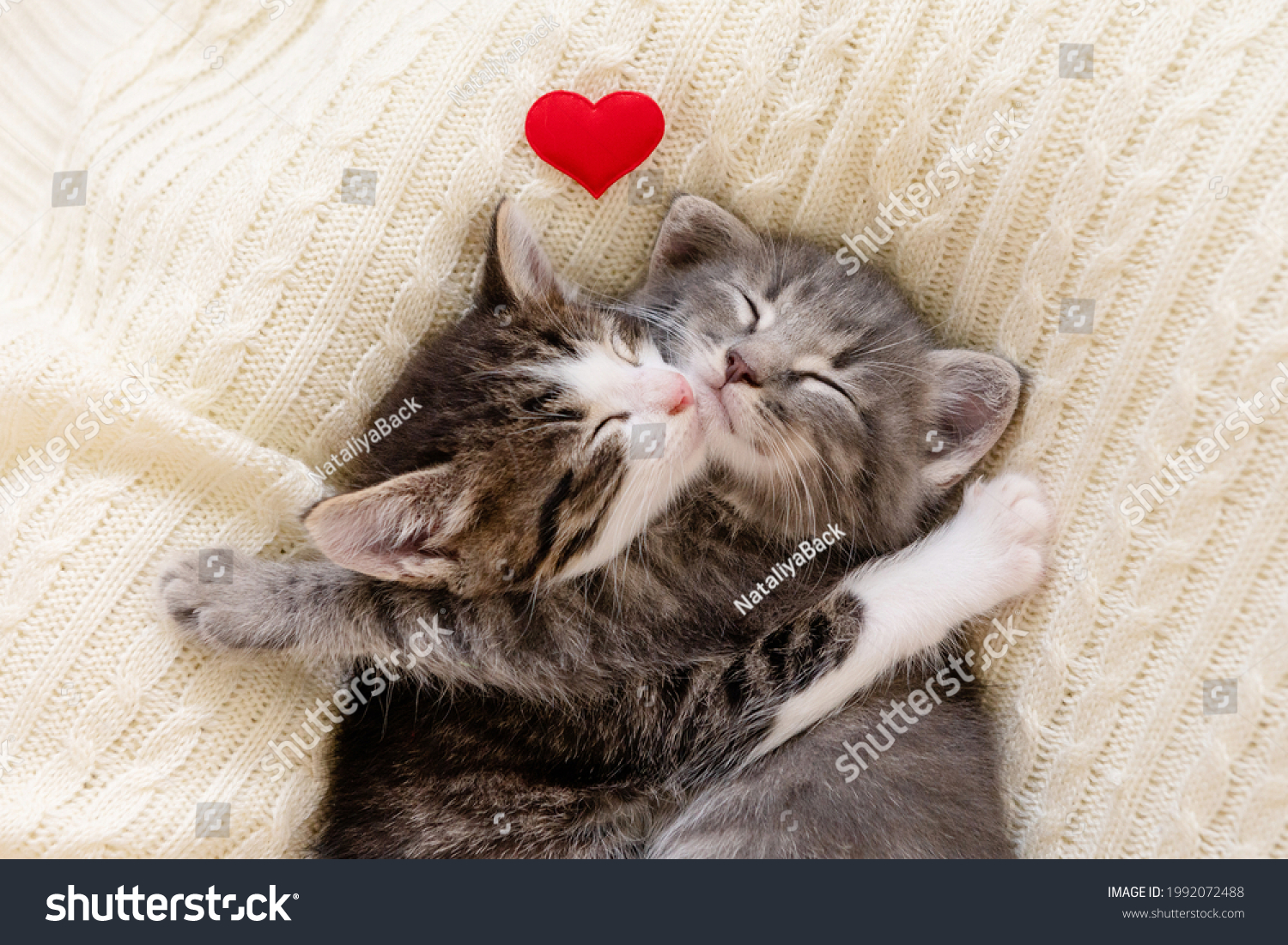 two cute little kittens sleeping on a white background valentine's day concept. High quality photo #1992072488