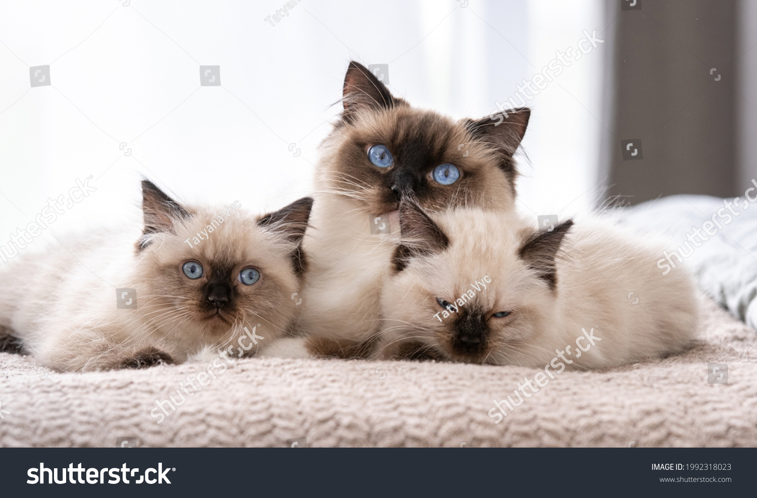 Adorable ragdoll cat with beautiful blue eyes lying in the bed with two sleeping kittens. Feline family at home. Mother pet and her kitty children together #1992318023