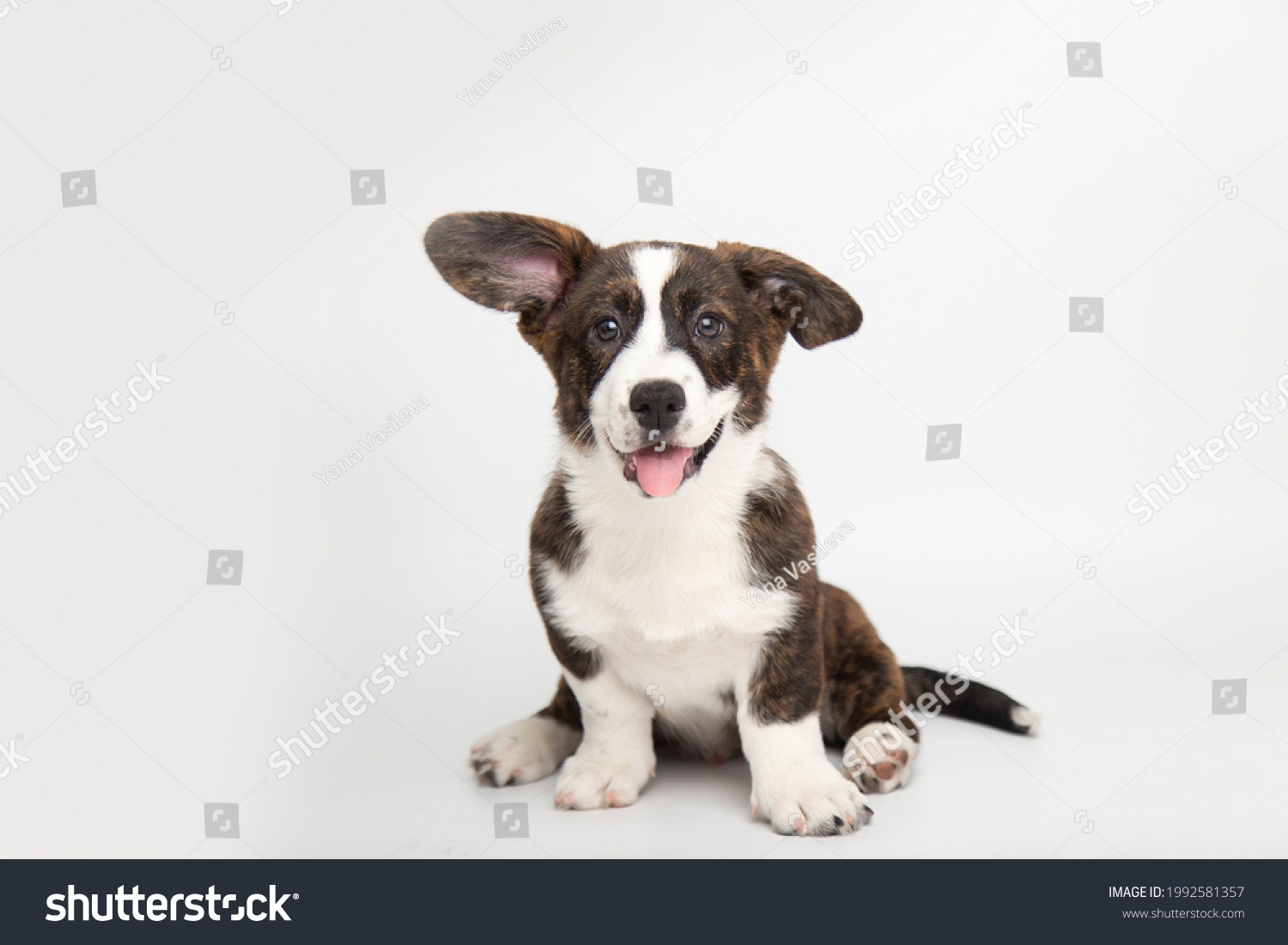 Welsh Corgi Cardigan cute fluffy dog puppy. funny animals on white background with copy space #1992581357