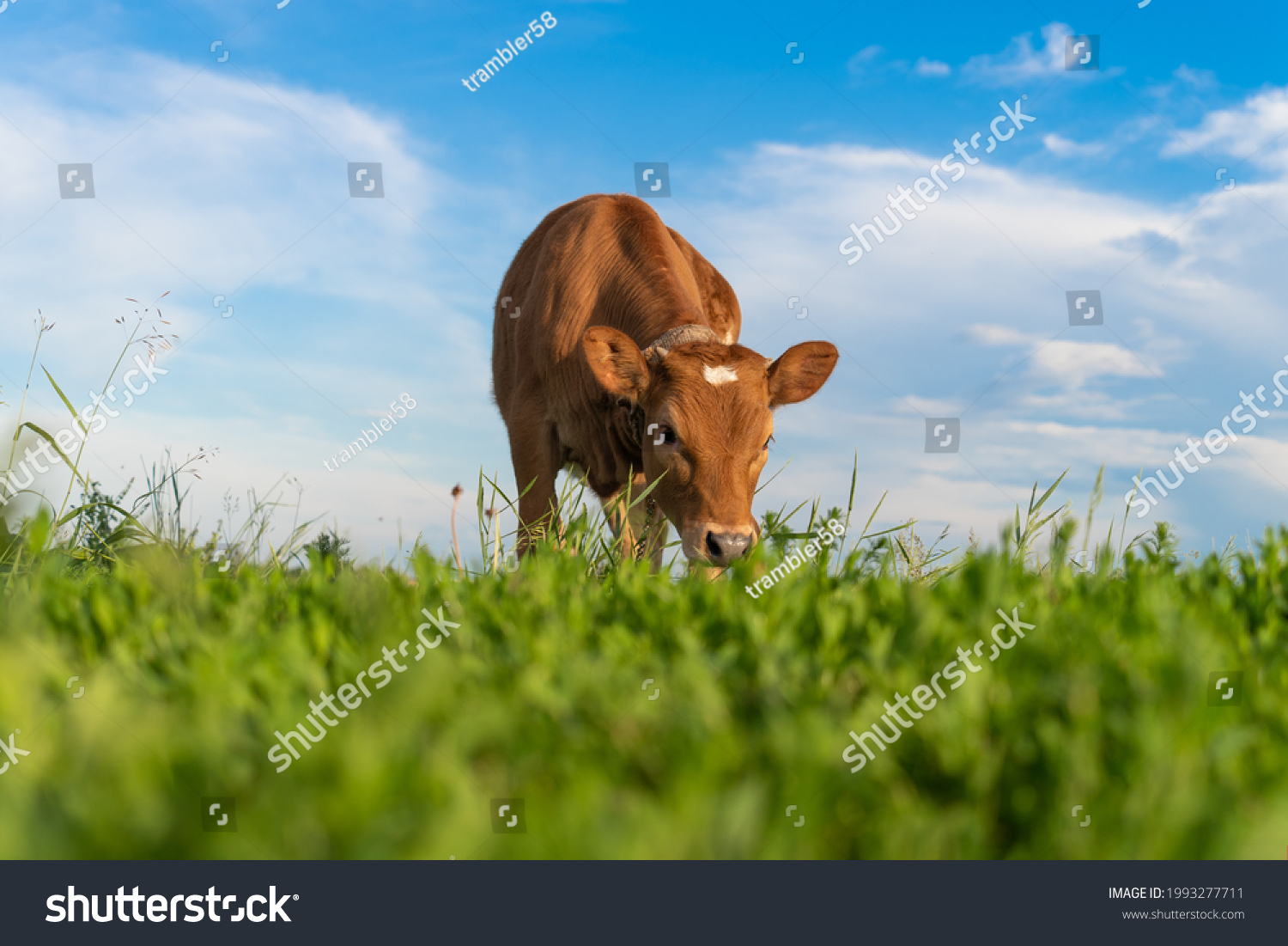 brown calf eating green grass, under the blue sky #1993277711