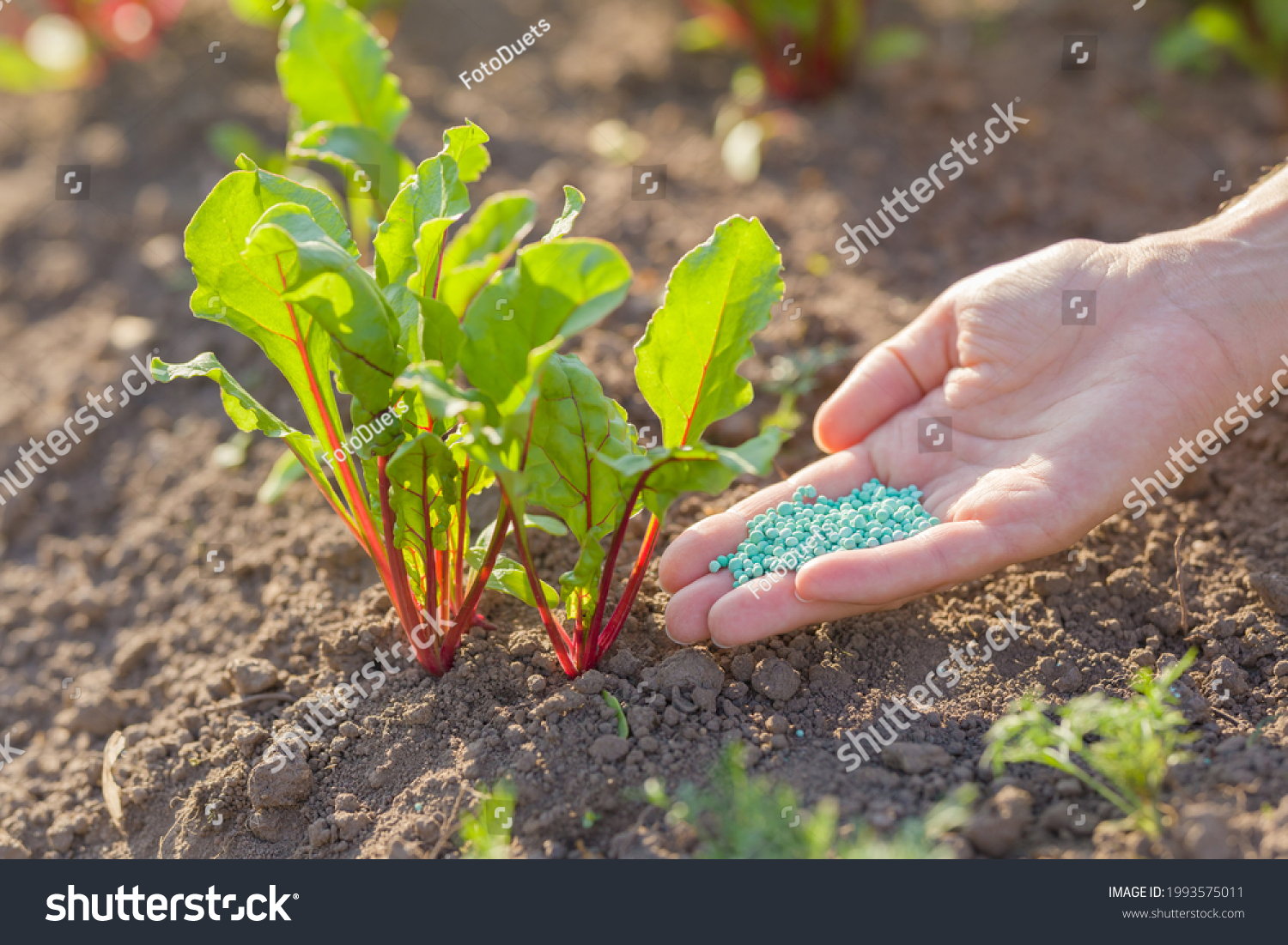 Young adult woman palm holding complex fertiliser granules for beets. Closeup. Root feeding of vegetable plants. #1993575011