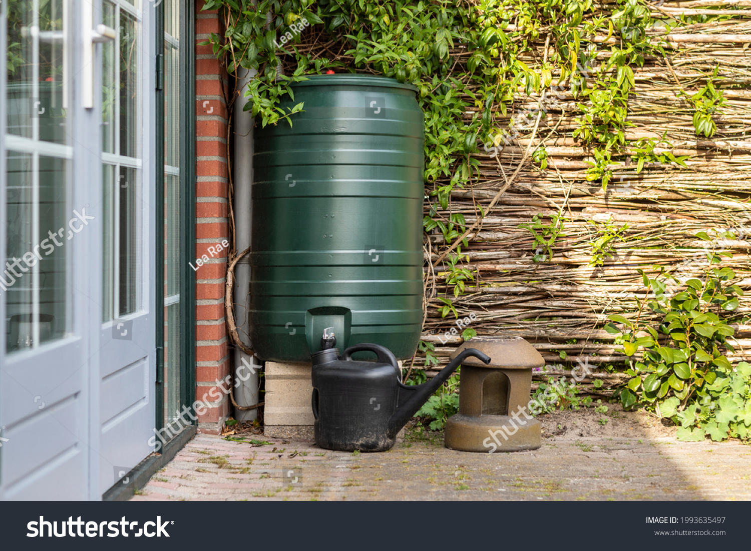 A green rain barrel to collect rainwater and reusing it to water the plants and flowers in a backyard with a wattle fence made of willow branches on a sunny day #1993635497
