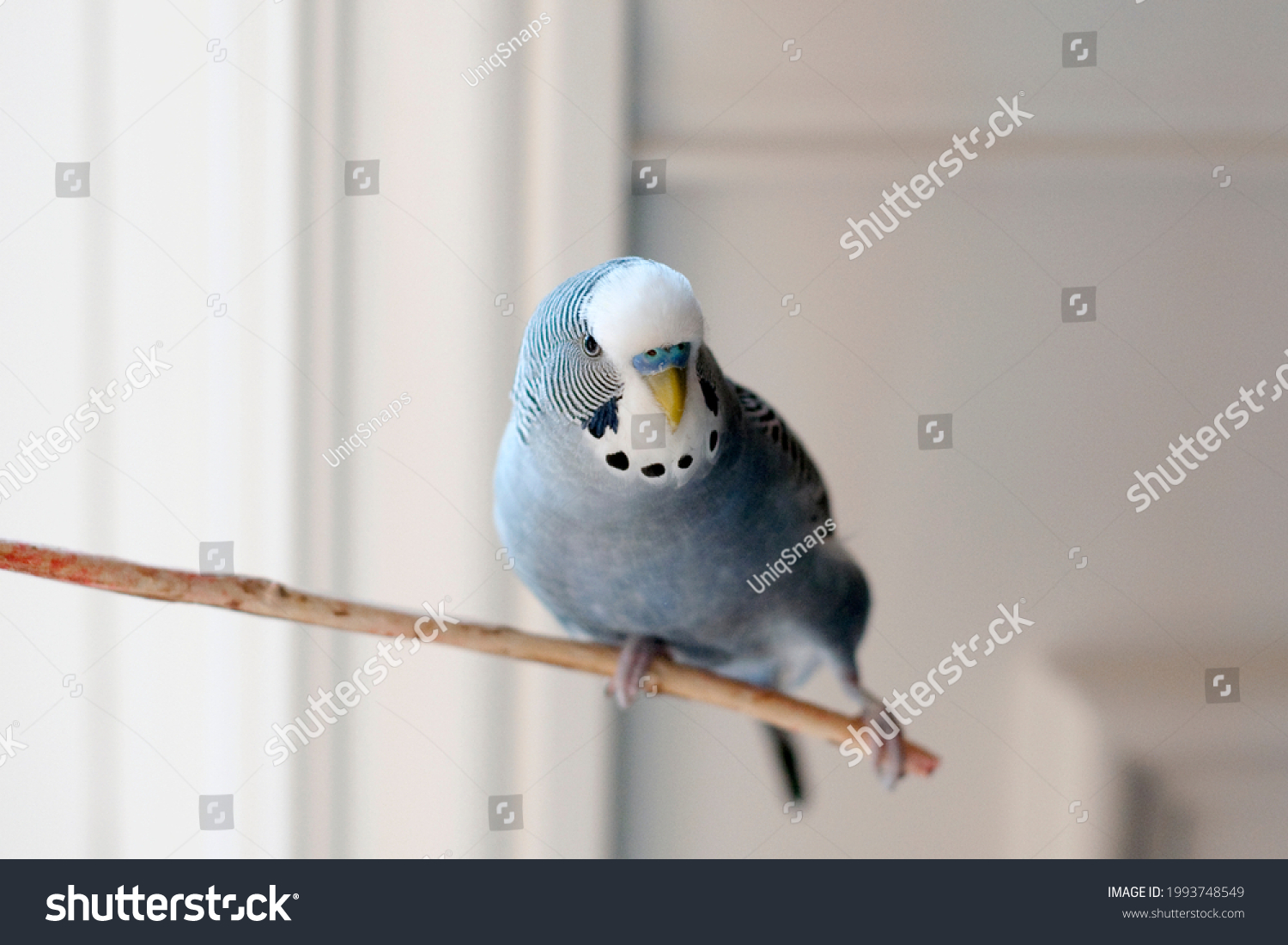 Handsome Young happy male Blue Budgie Mauve Budgie perched on a tree branch singing and playing in the comfort of home #1993748549