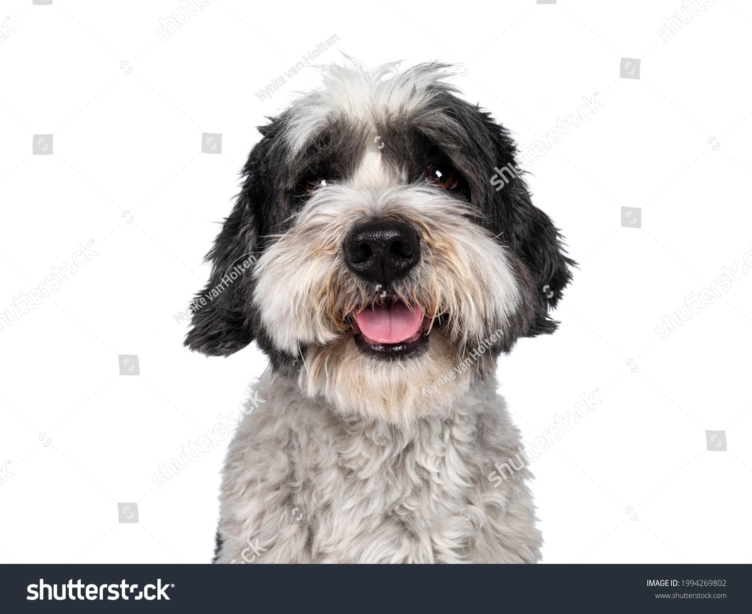 Head shot of cute little mixed breed Boomer dog, sitting up facing front. Looking straight to camera with friendly brown eyes. Isolated on white background. Mouth slightly open, showing tongue, #1994269802