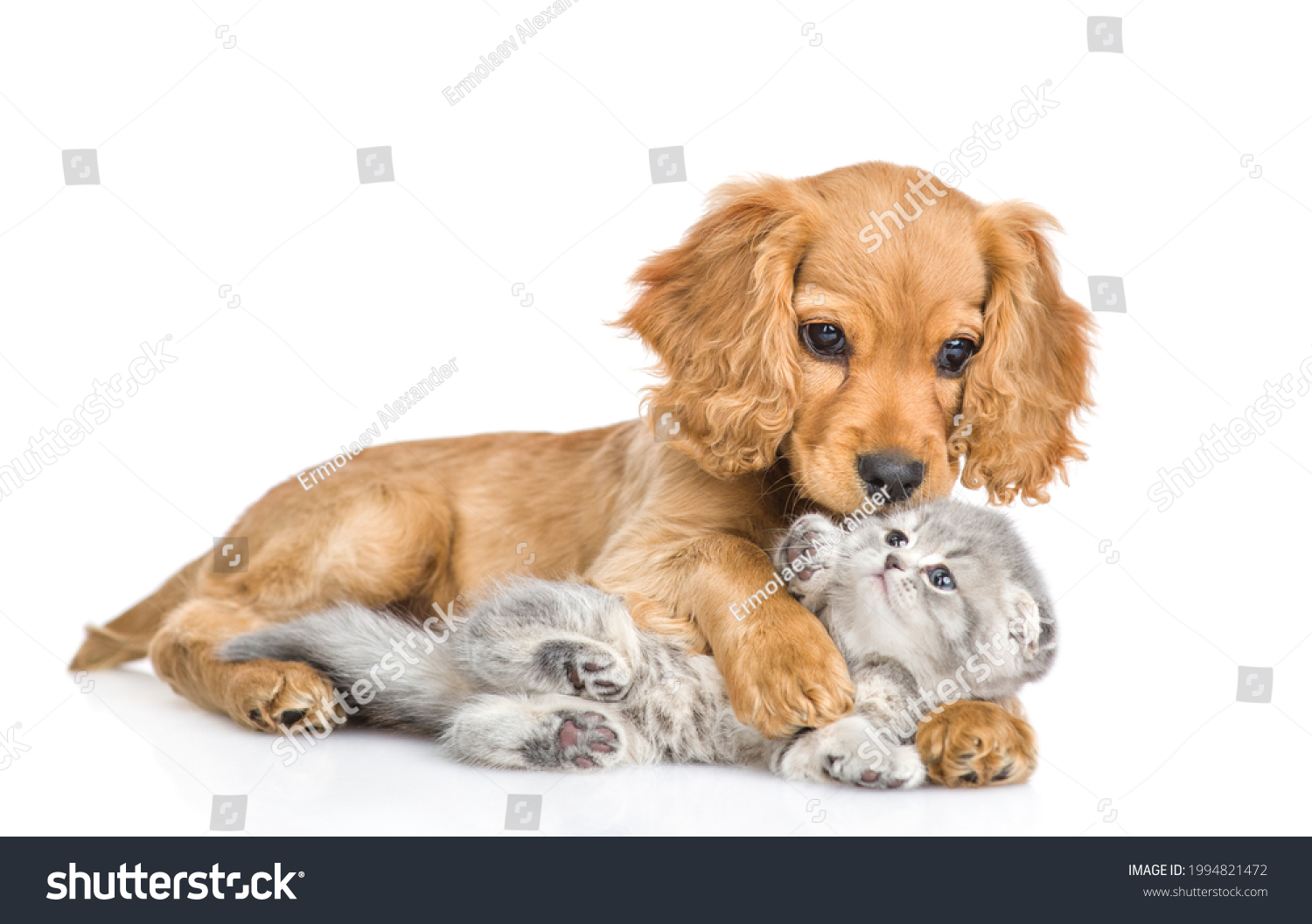 Playful English cocker spaniel puppy hugs and kisses  gray baby kitten. isolated on white background #1994821472