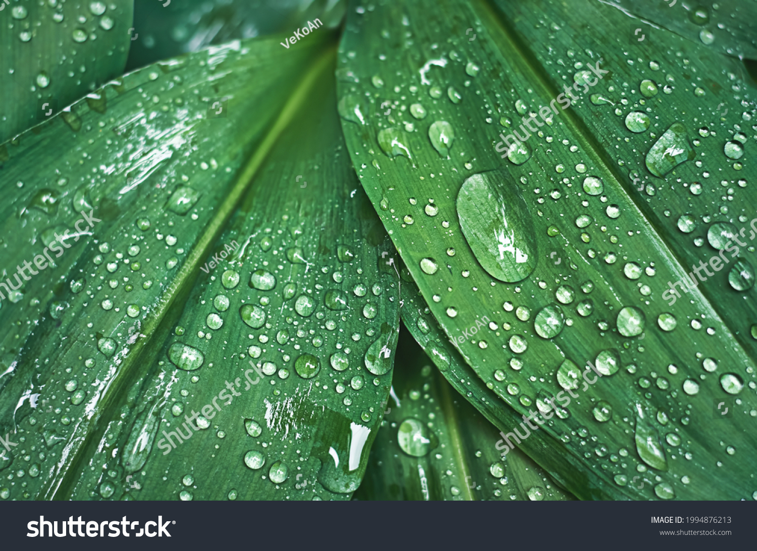 green lily of the valley leaves with raindrops #1994876213