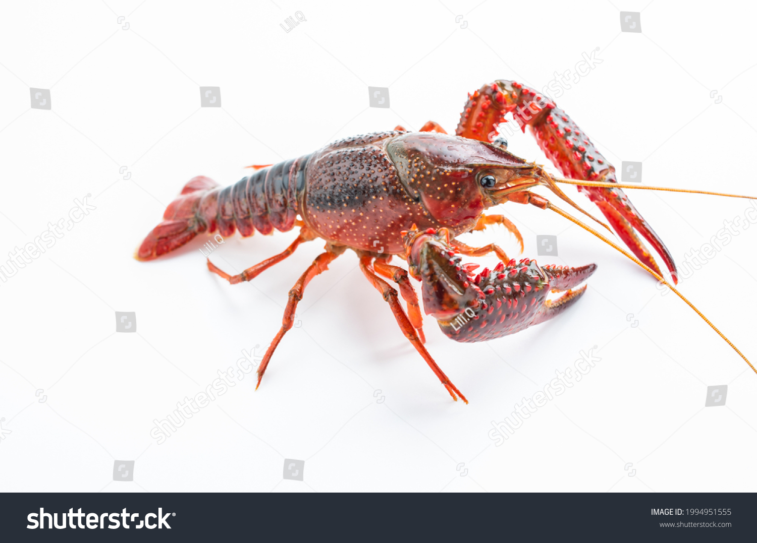 A fresh crayfish on white background #1994951555