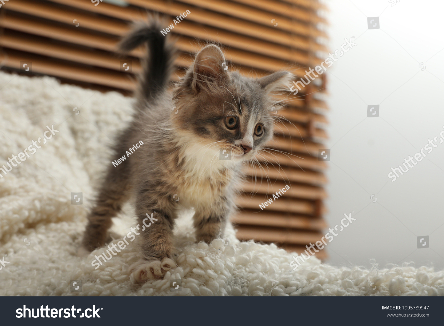 Cute fluffy kitten on white blanket indoors #1995789947