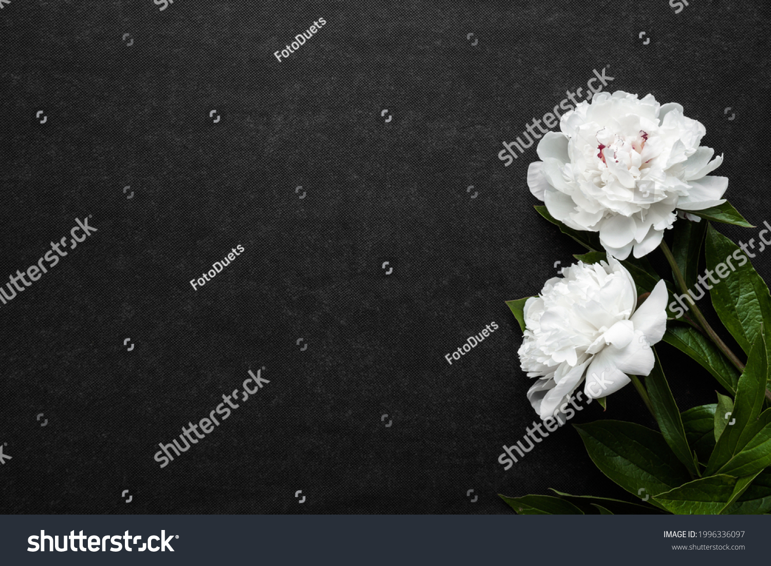 Two fresh white peony flowers on dark table background. Condolence card. Empty place for emotional, sentimental text, quote or sayings. Closeup. #1996336097