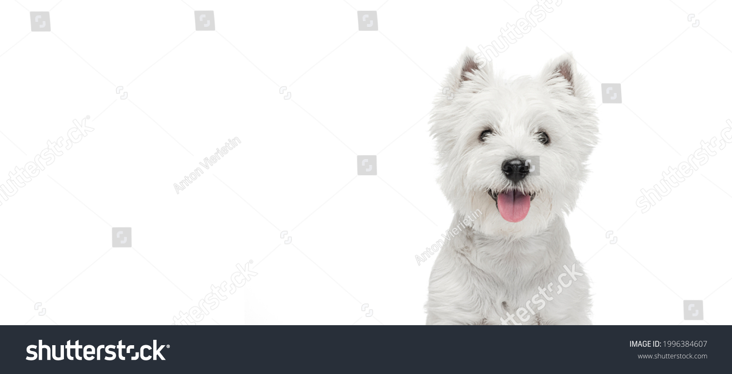 Flyer. Cute fluffy white beautiful West Highland Terrier looking at camera isolated on white background. Concept of motion, pets love, animal life. Copyspace for ad #1996384607