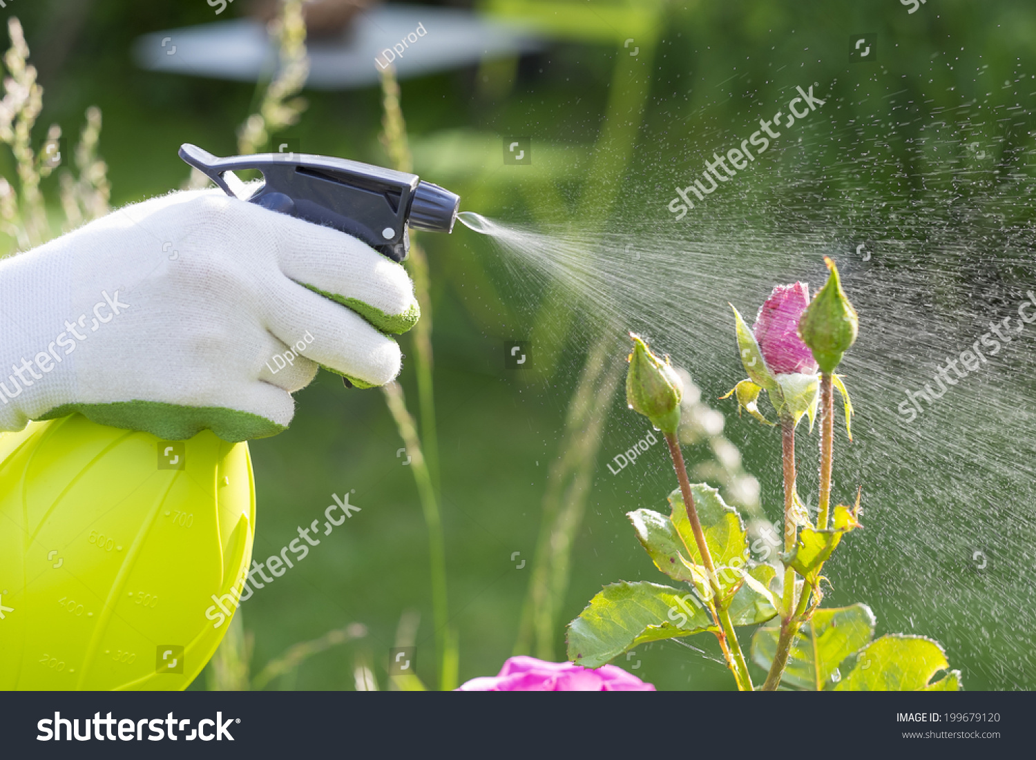 Woman spraying flowers in the garden #199679120