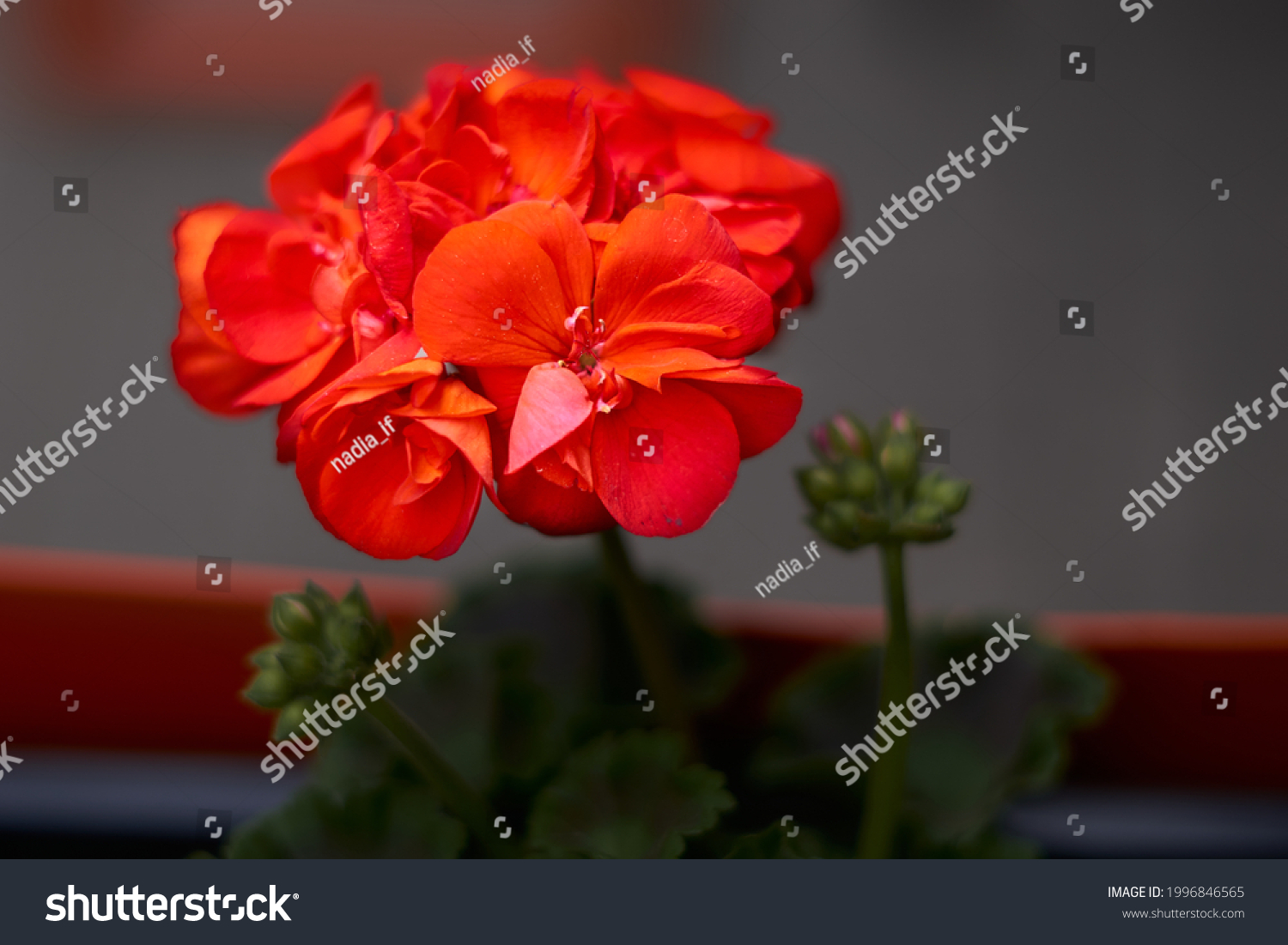 Beautiful blooming red pelargonium in the open yard. These flowers are the decoration of the garden. High quality photo #1996846565