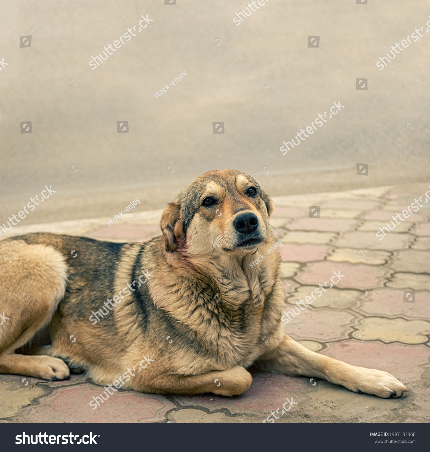Sad homeless stray dog is resting on pavement looking at camera. There is a lack of animal shelters in Russia. #1997183366